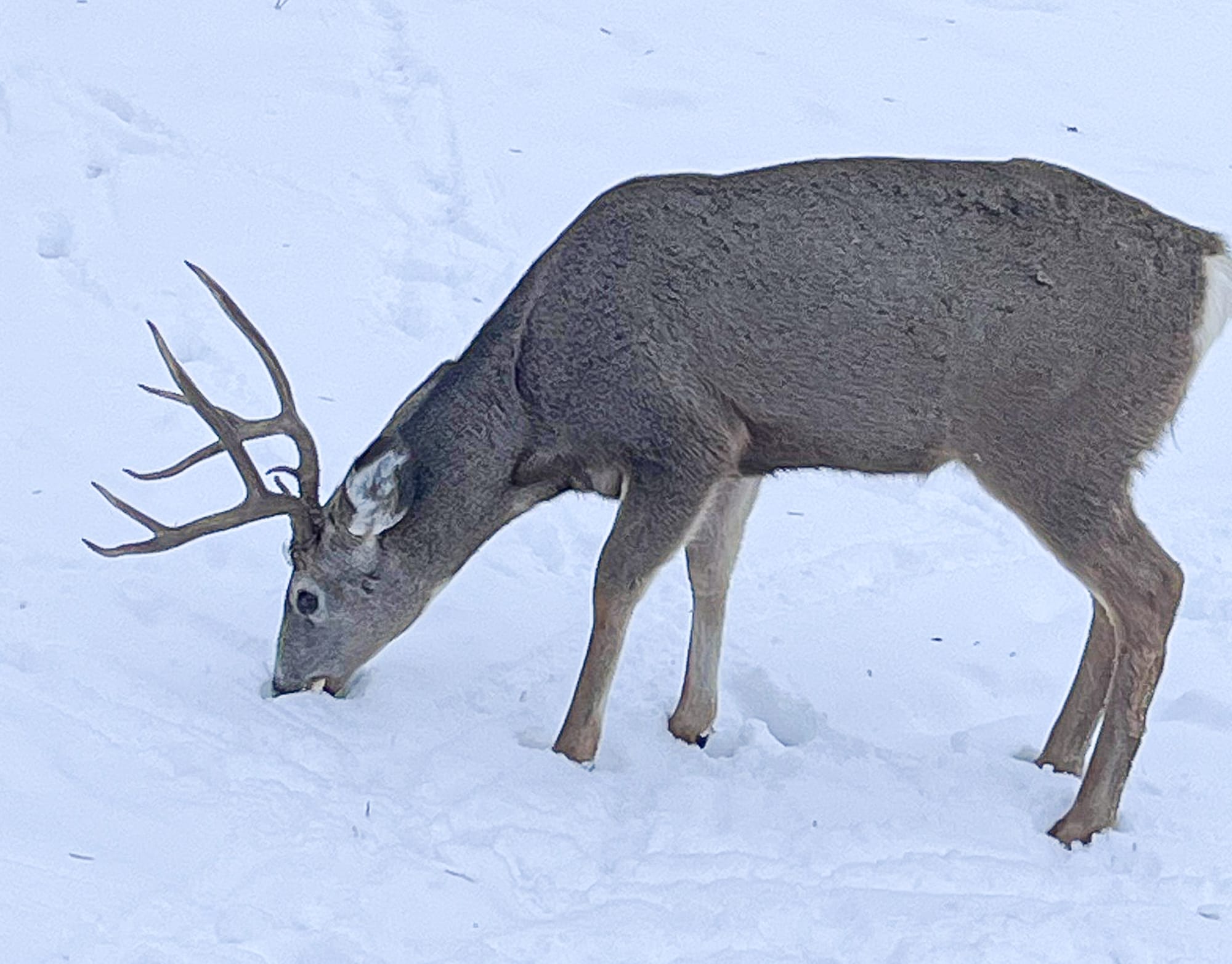 mule deer