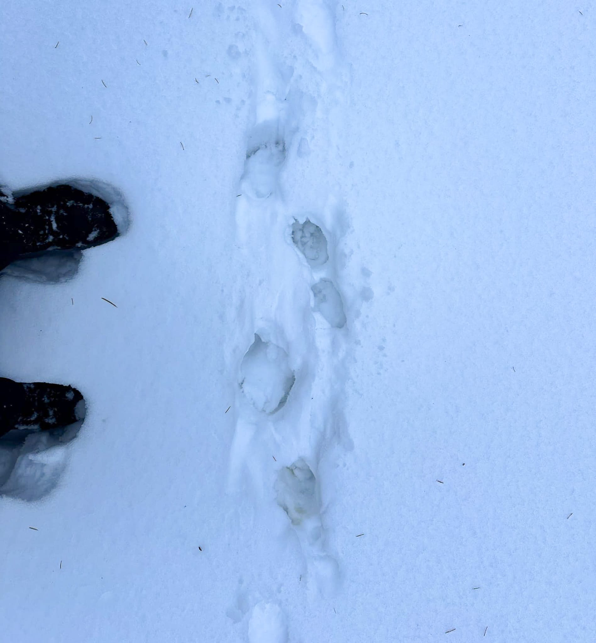 badger tracks