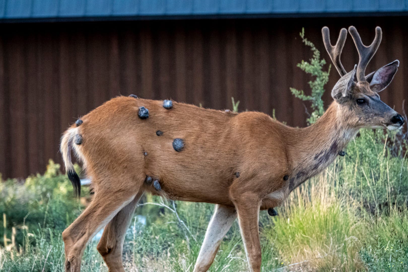 deer fibromas