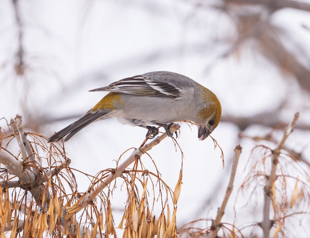 pine grosbeak