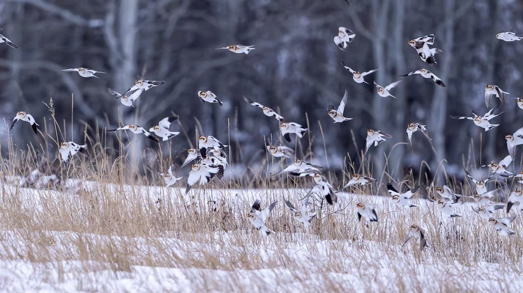 snow buntings