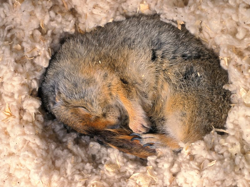 hibernating squirrel