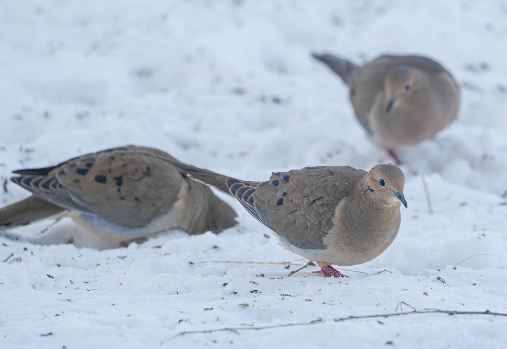 mourning doves