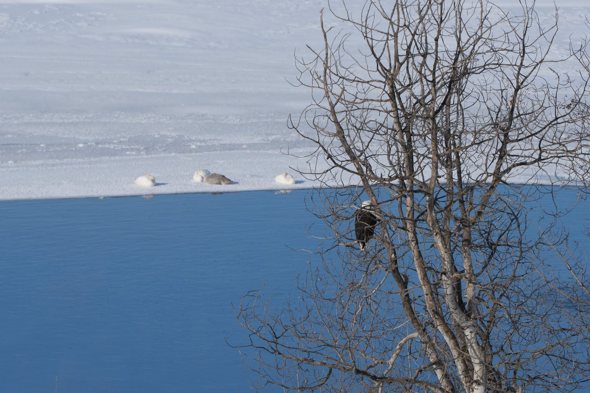 bald eagle and swans