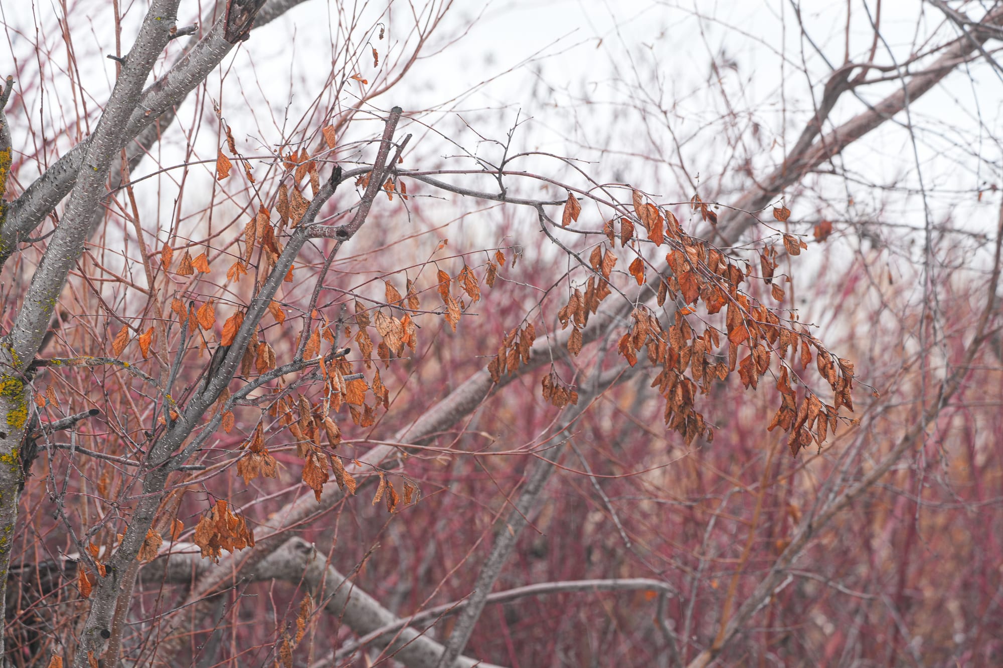 old leaves