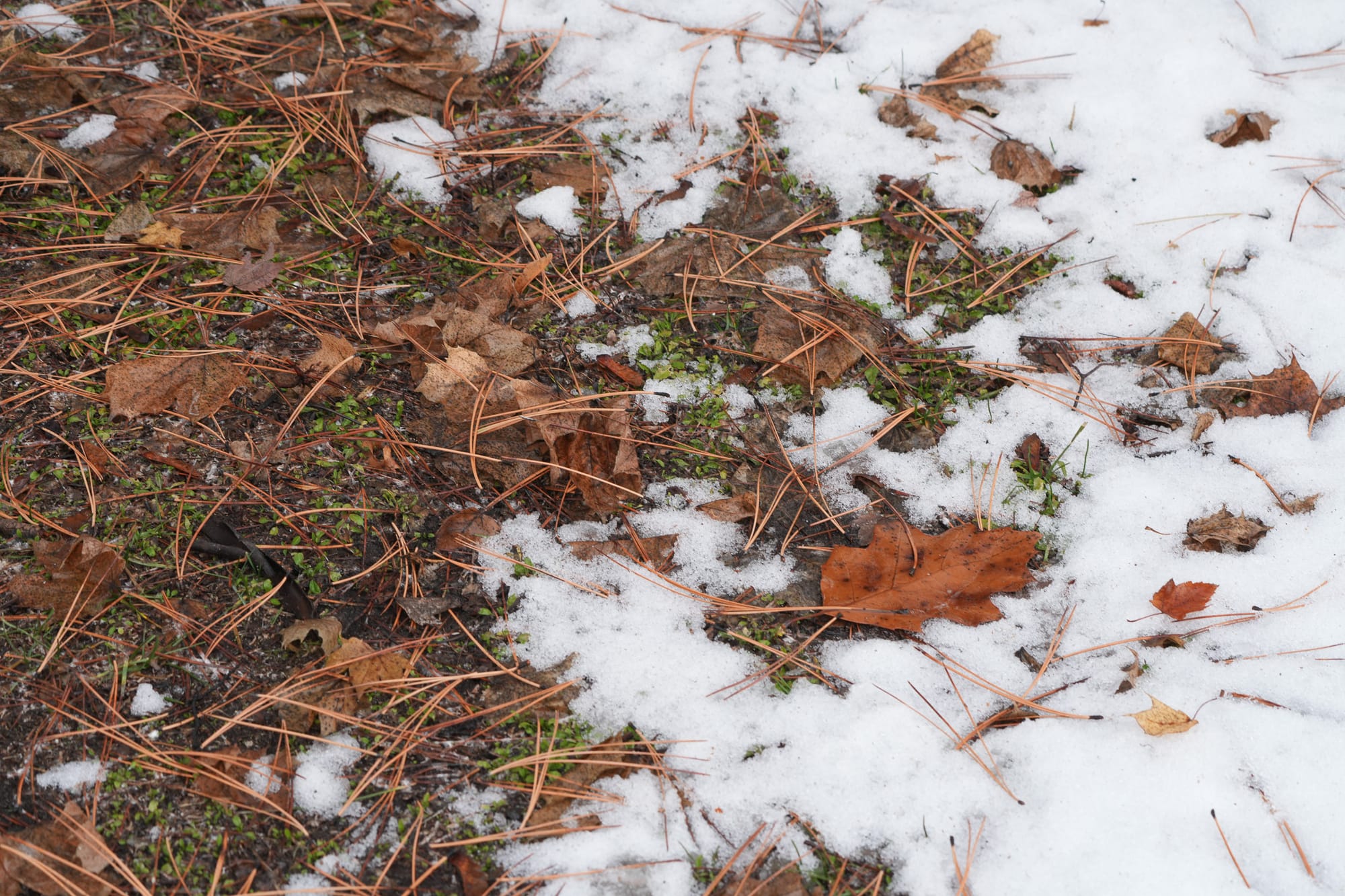 old leaves in snow