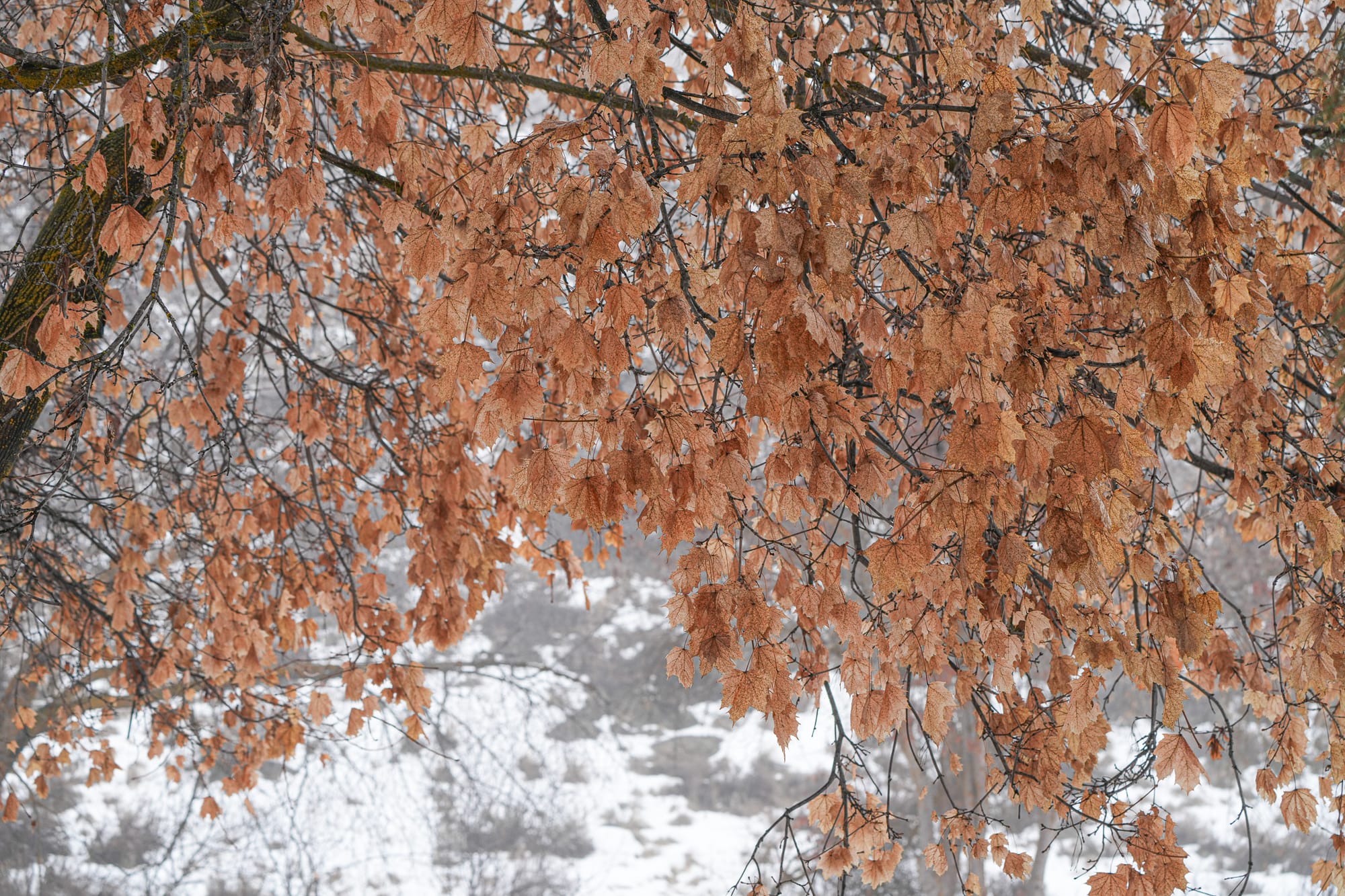 old leaves on tree