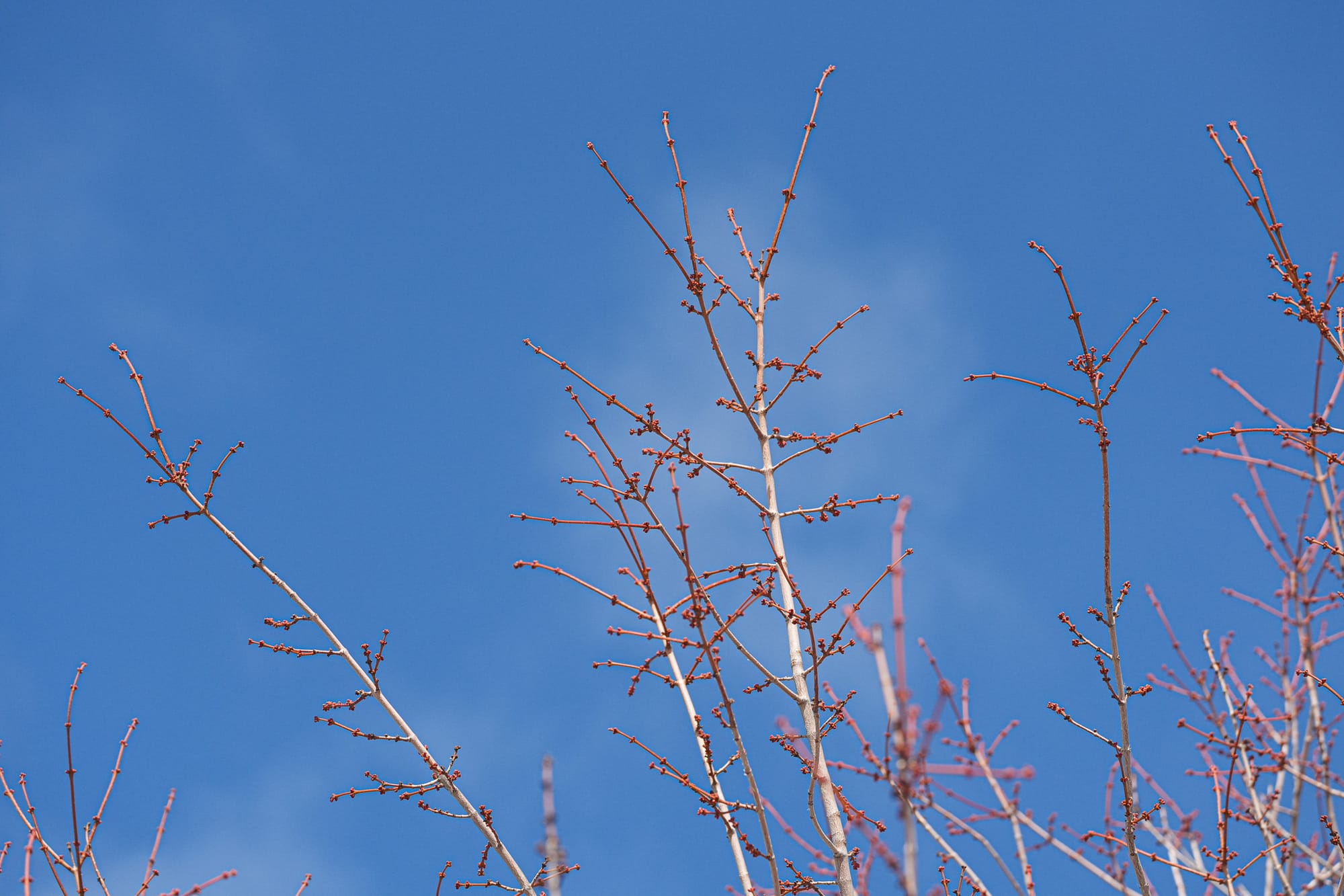 early plant buds