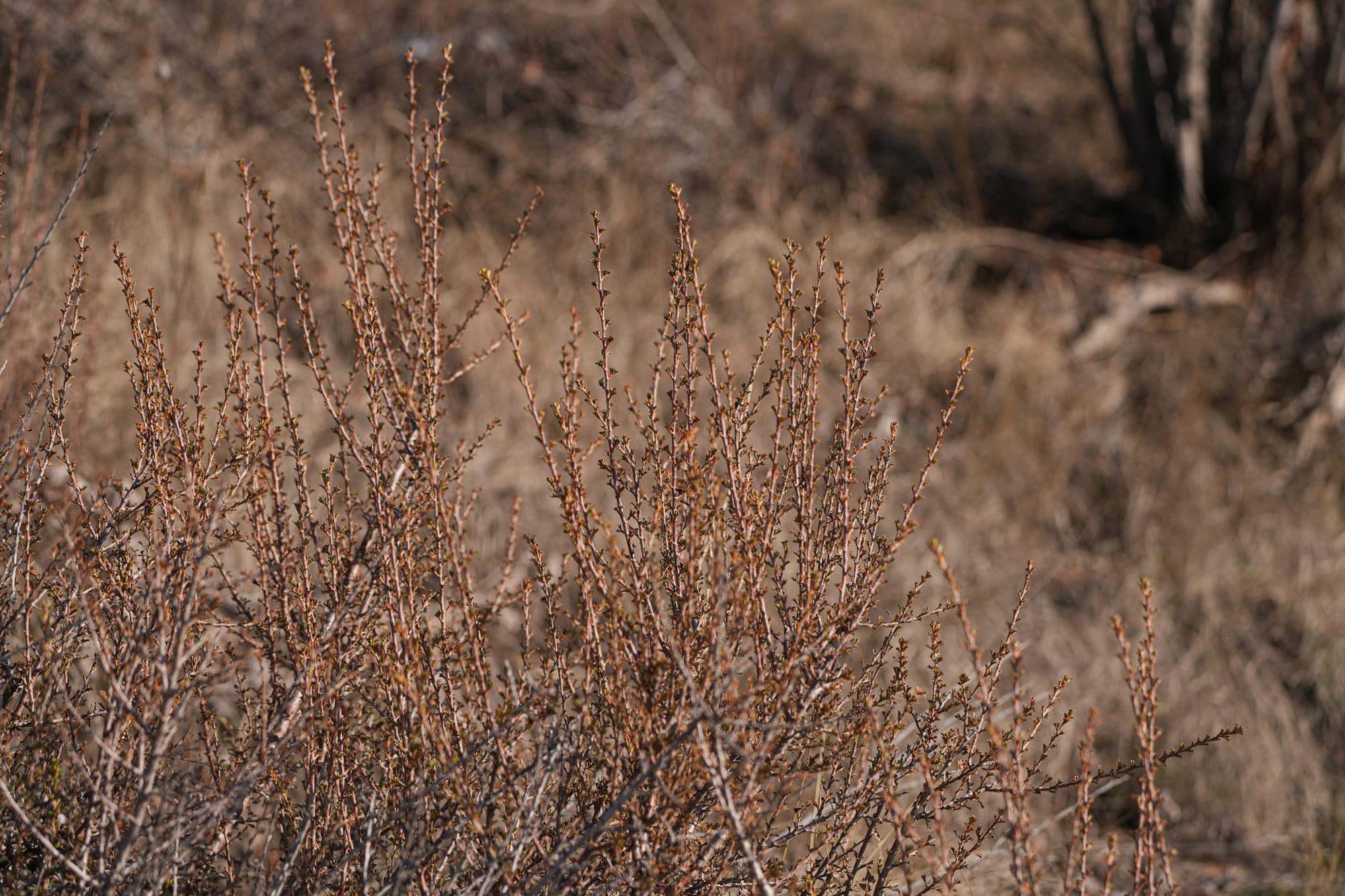 bitterbrush