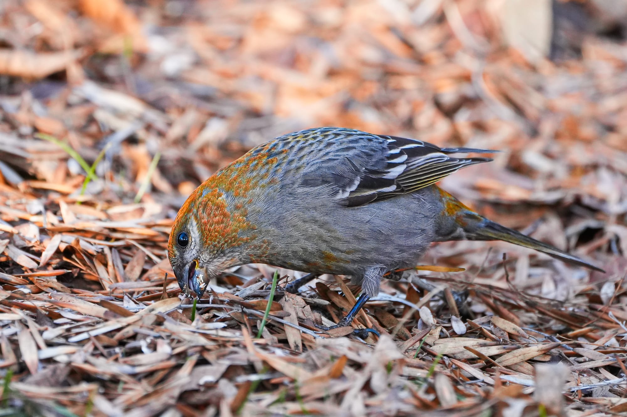 pine grosbeak