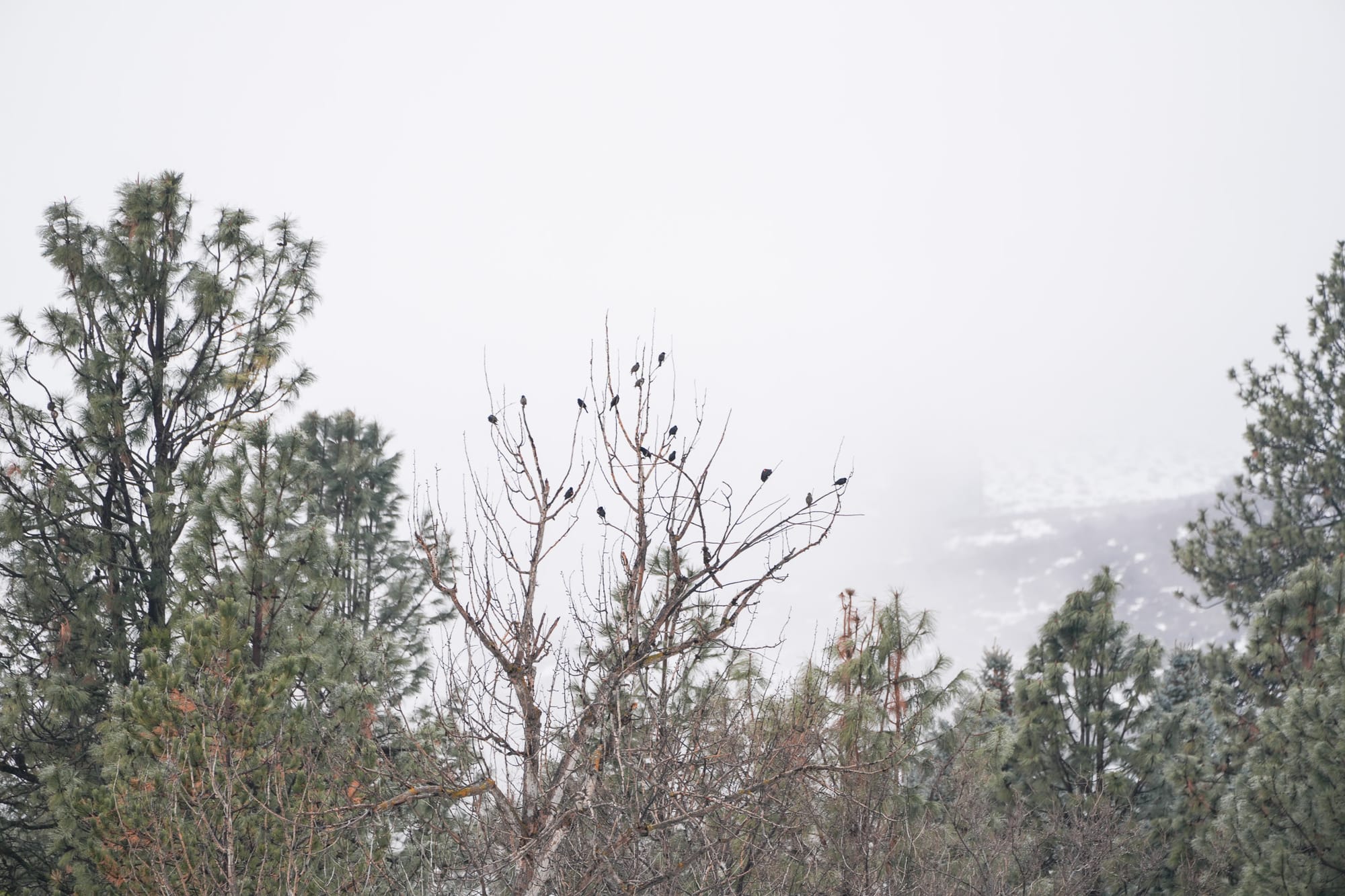 red-winged blackbirds