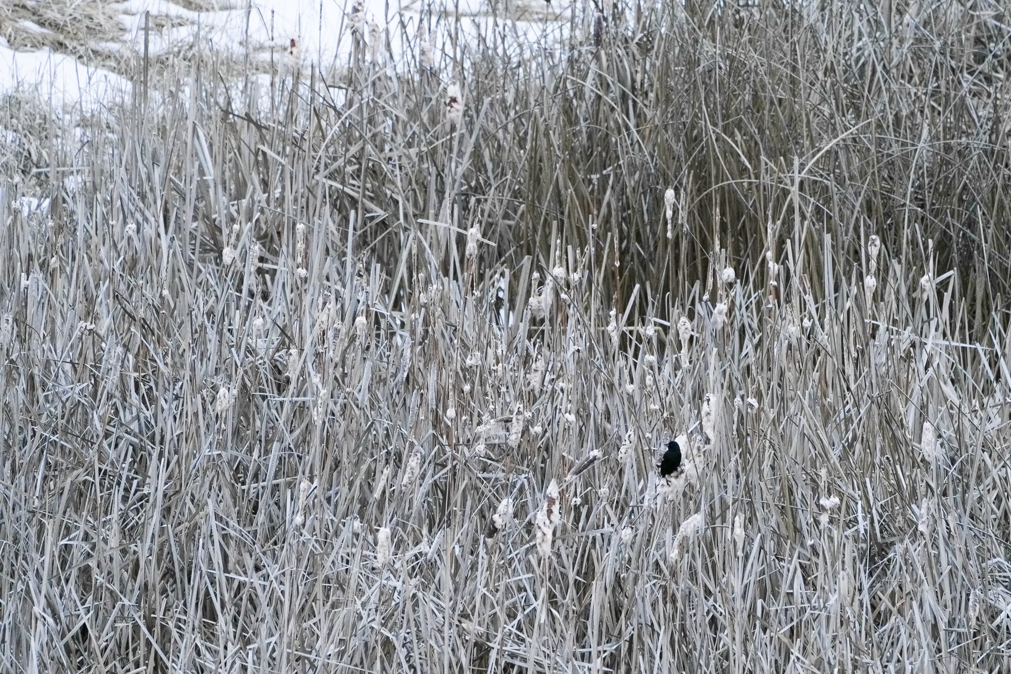 red-winged blackbird