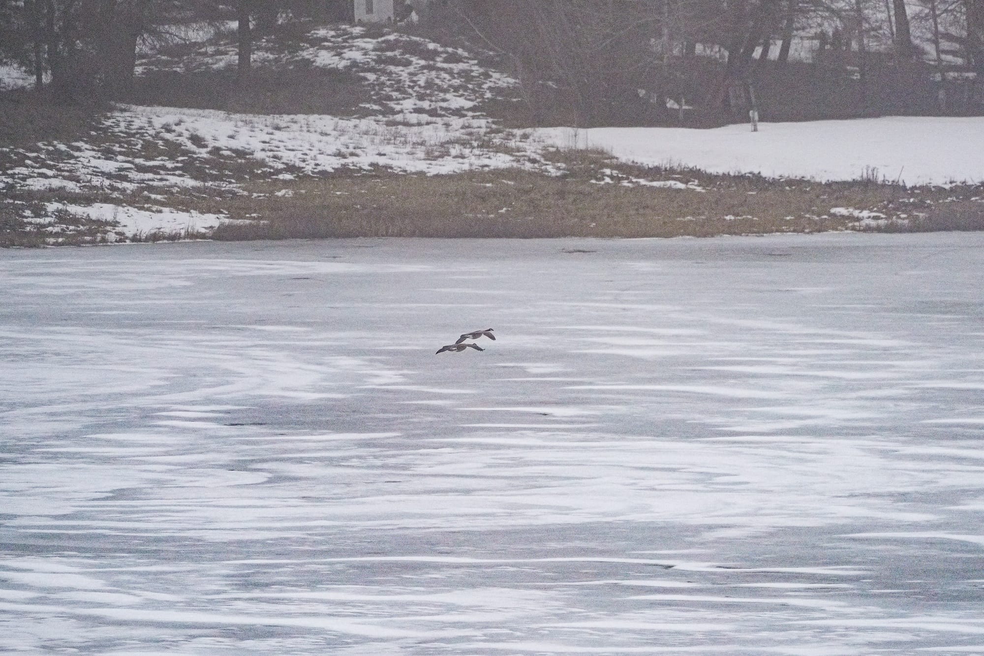 Canada geese