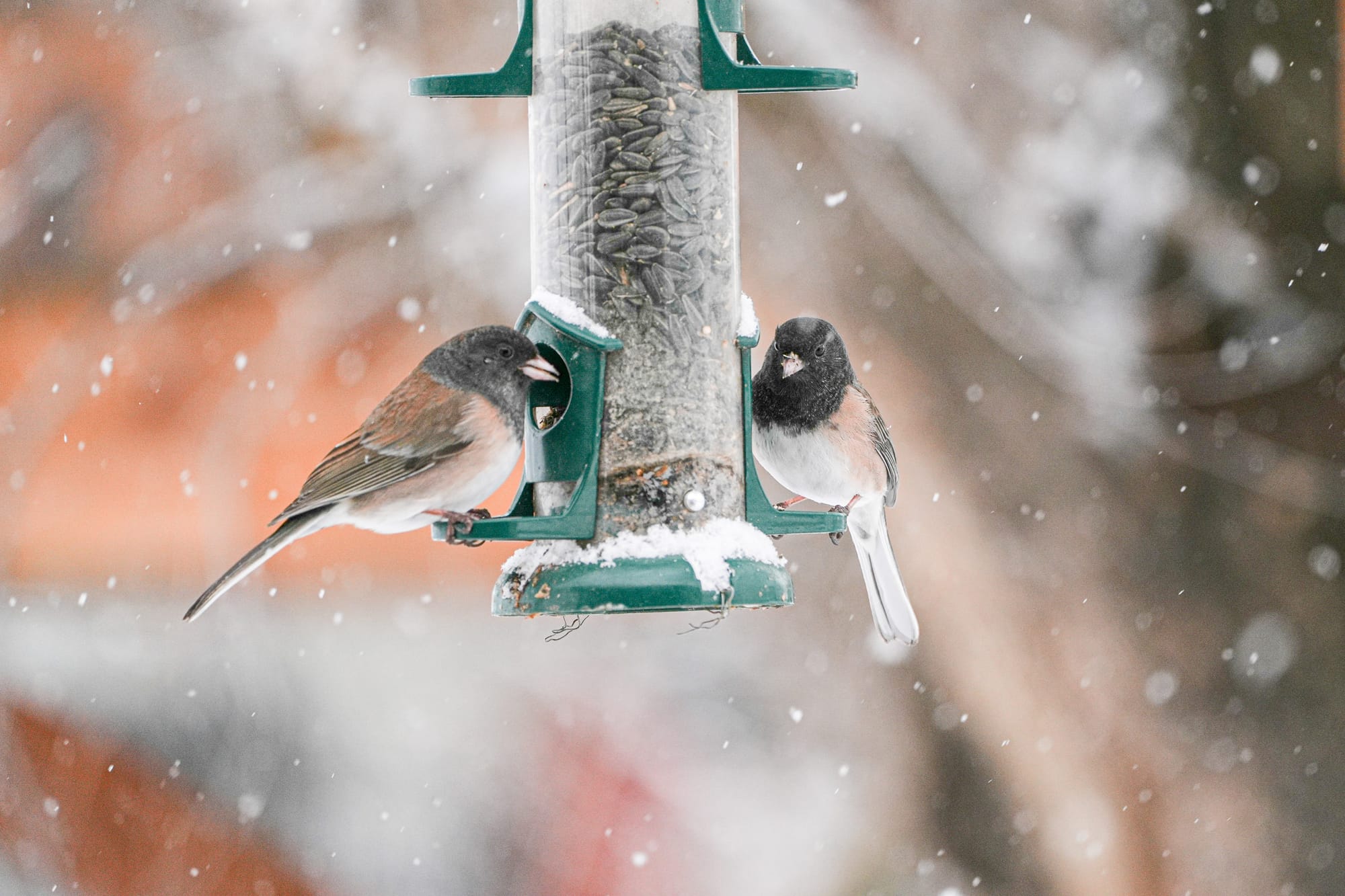 dark-eyed juncos