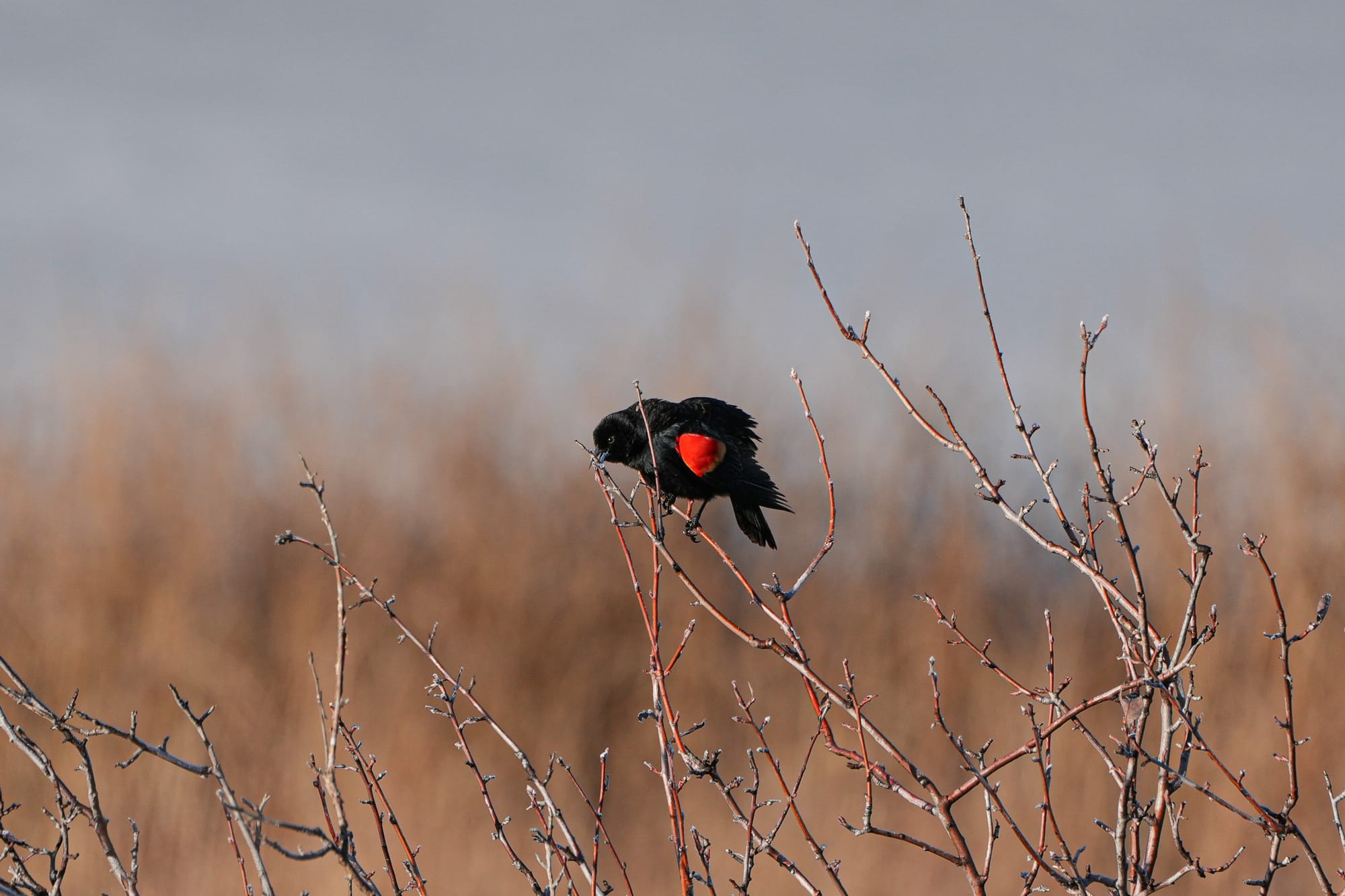 red-winged blackbird