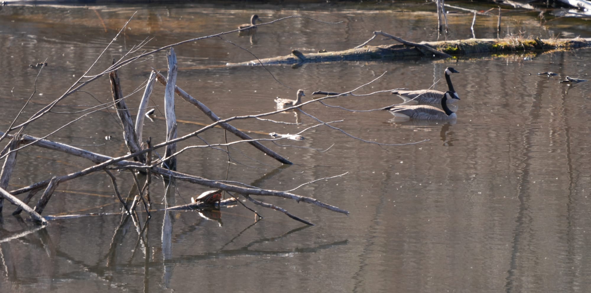 turtle and waterfowl