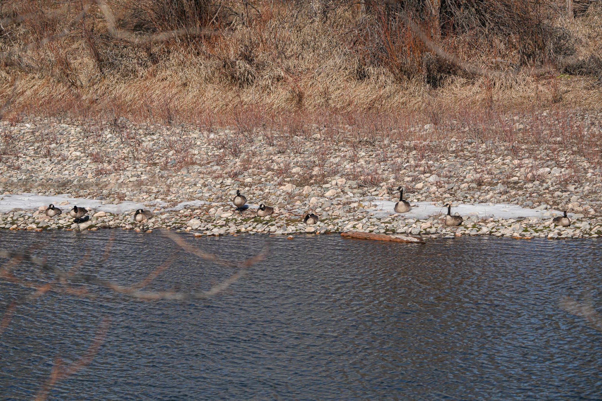 Canada geese along river