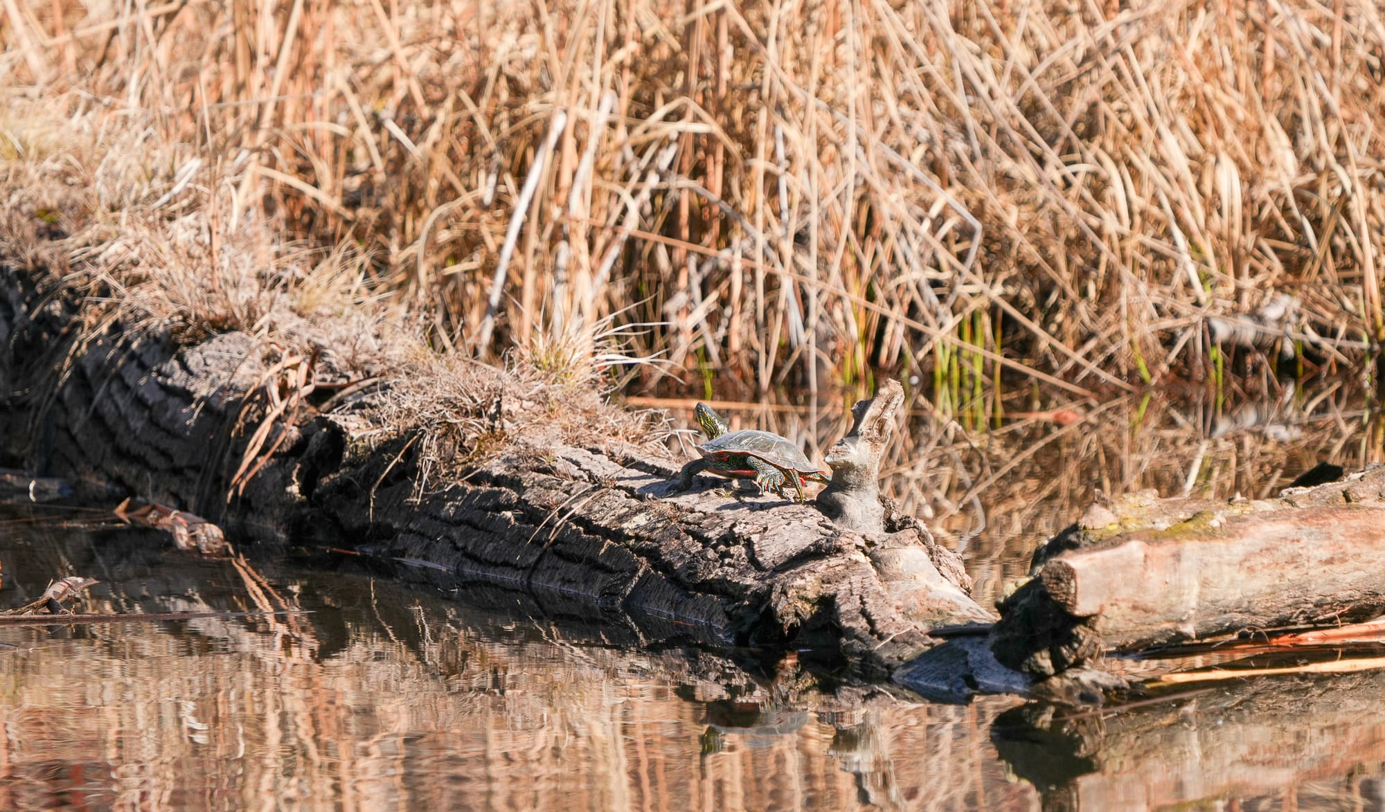 painted turtle