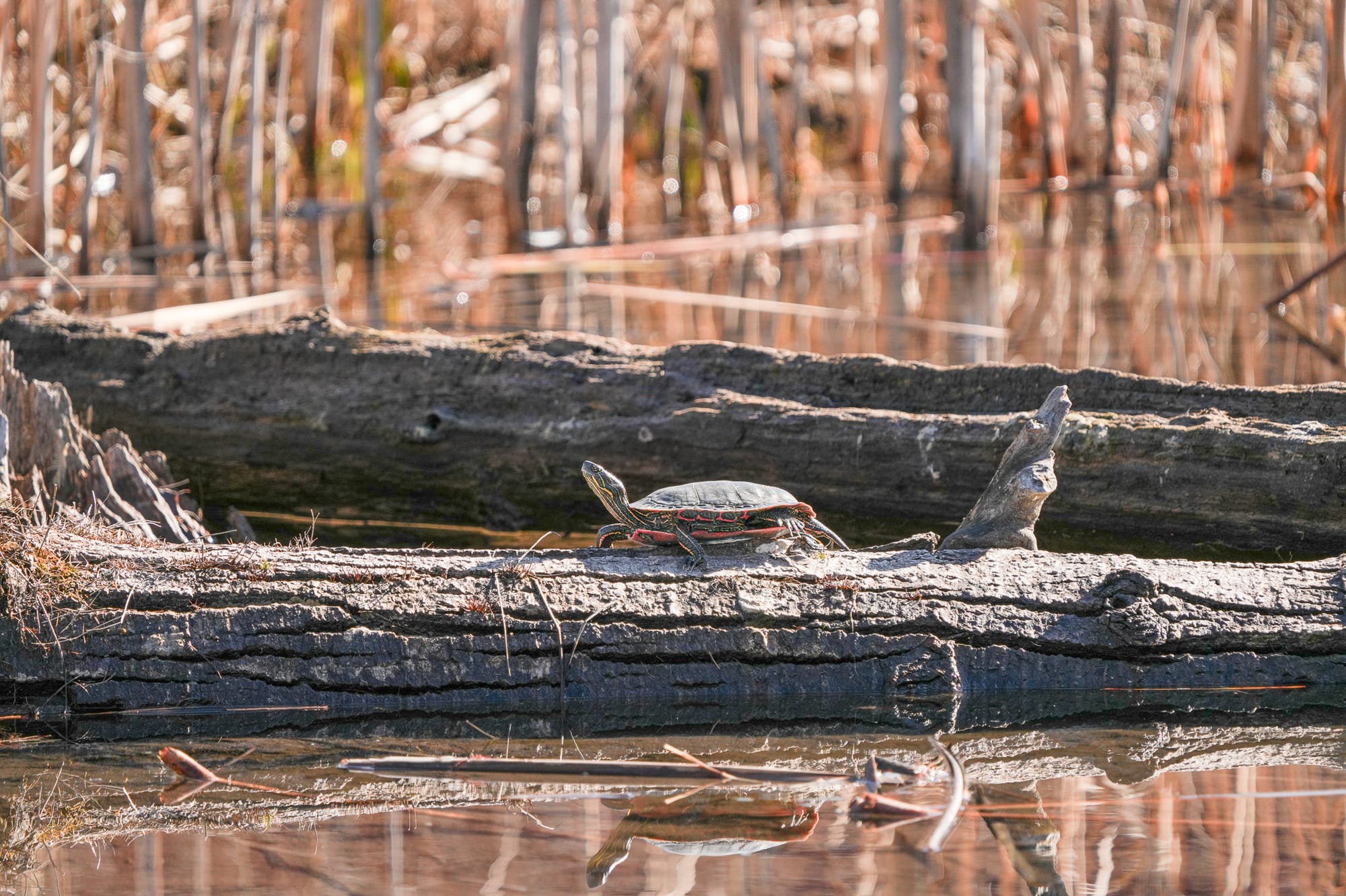 painted turtle