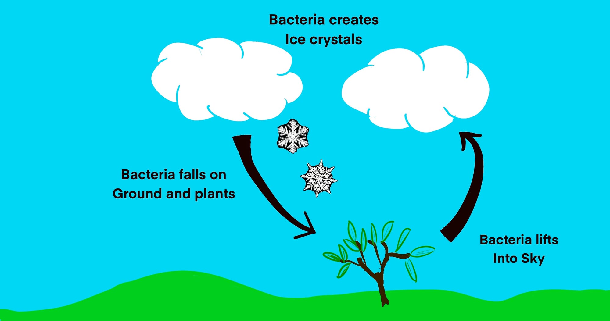 bioprecipation feedback cycle