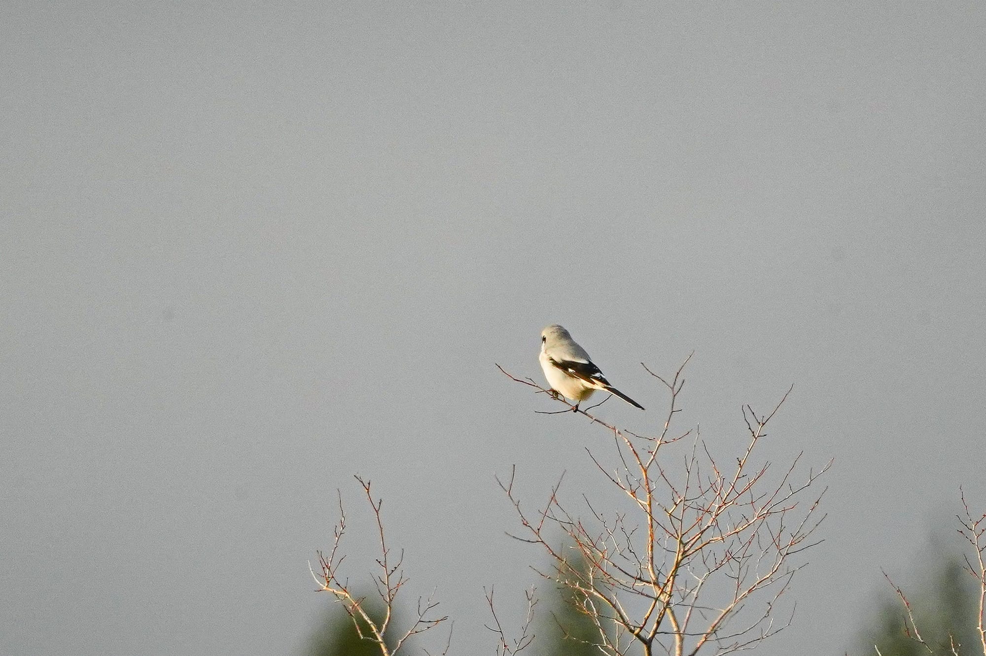 northern shrike