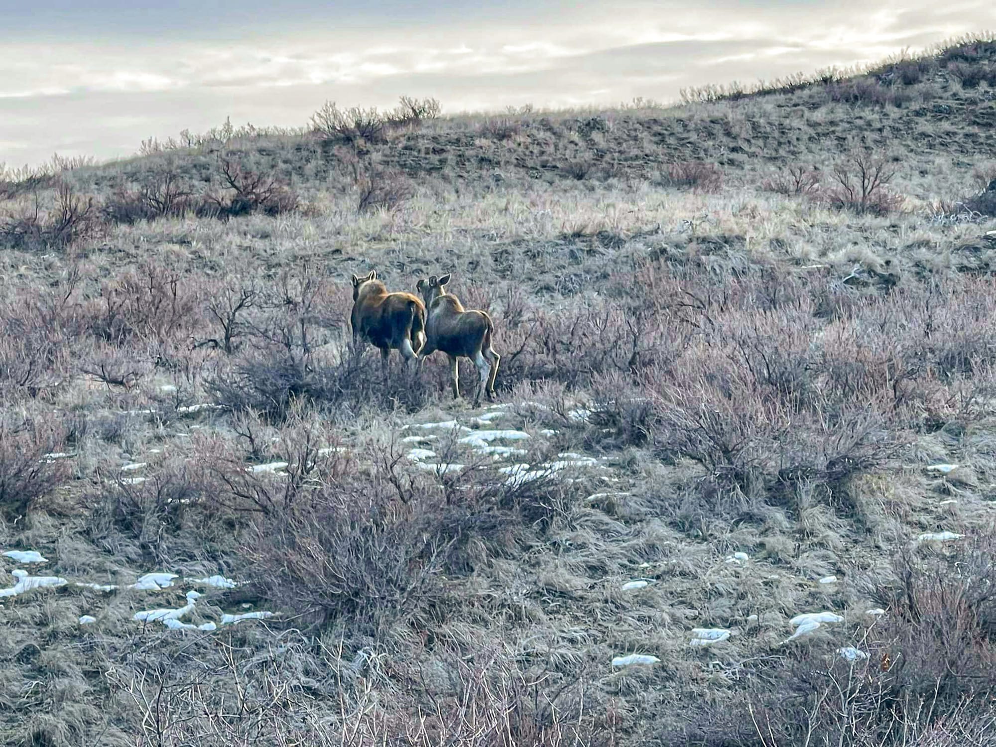 two moose