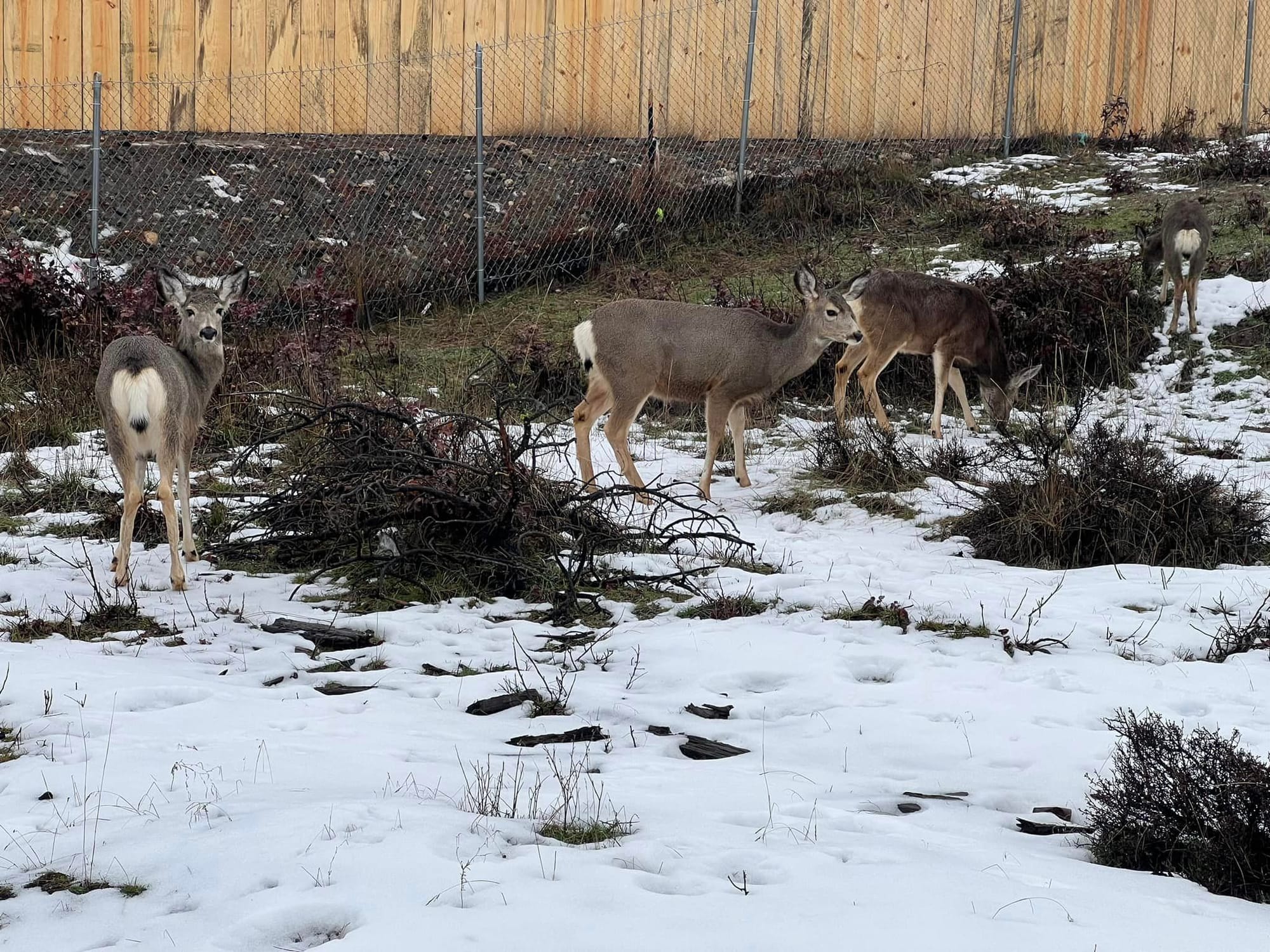 deer eating shrubs