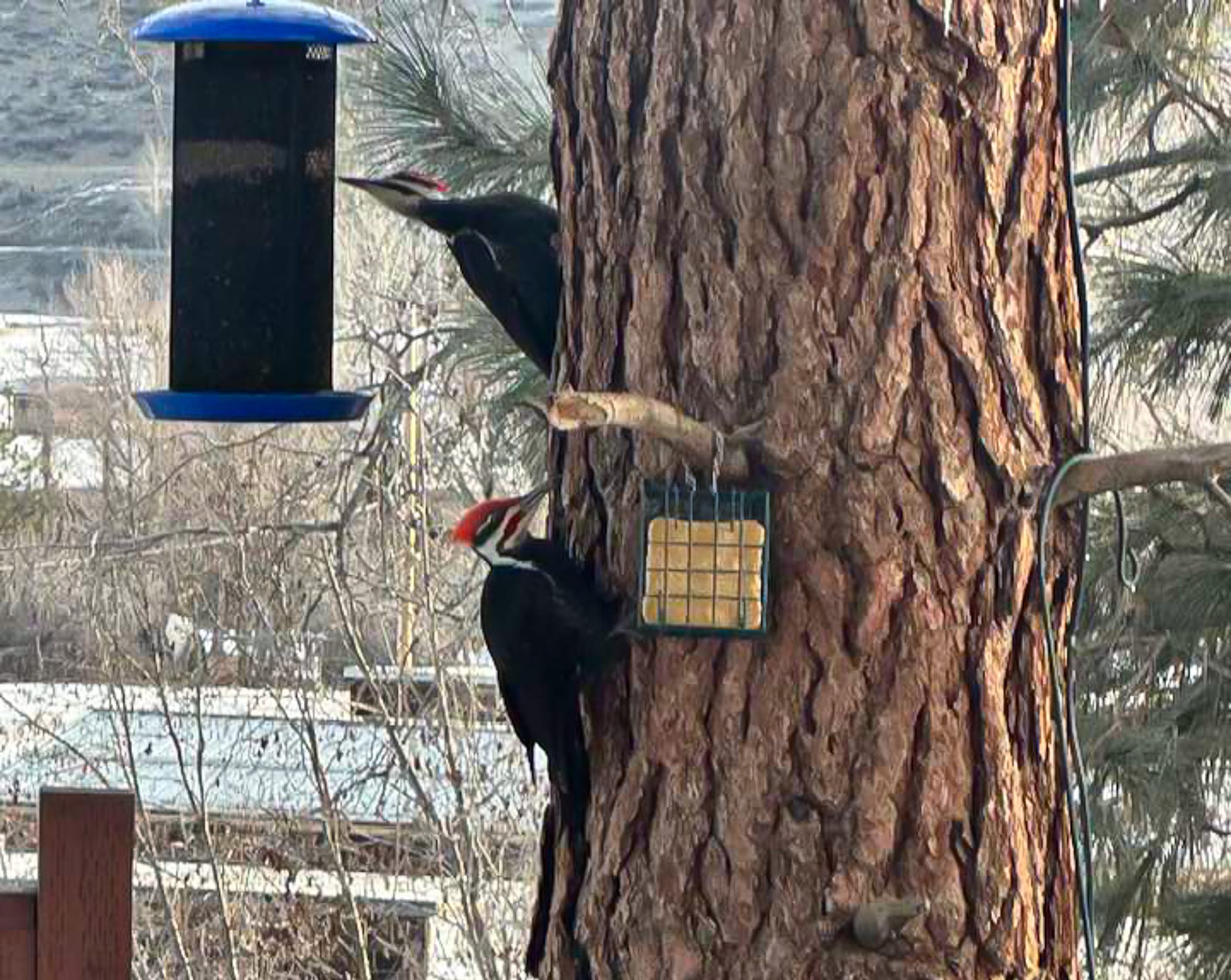 pileated woodpeckers