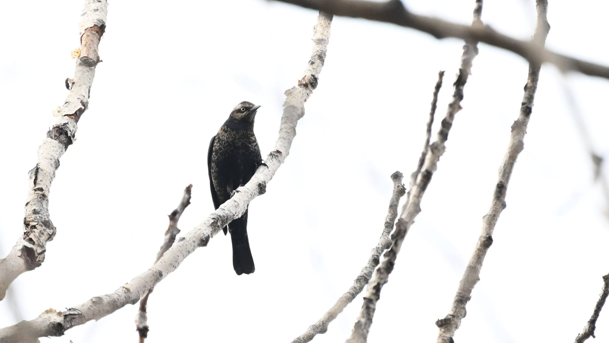 rusty blackbird