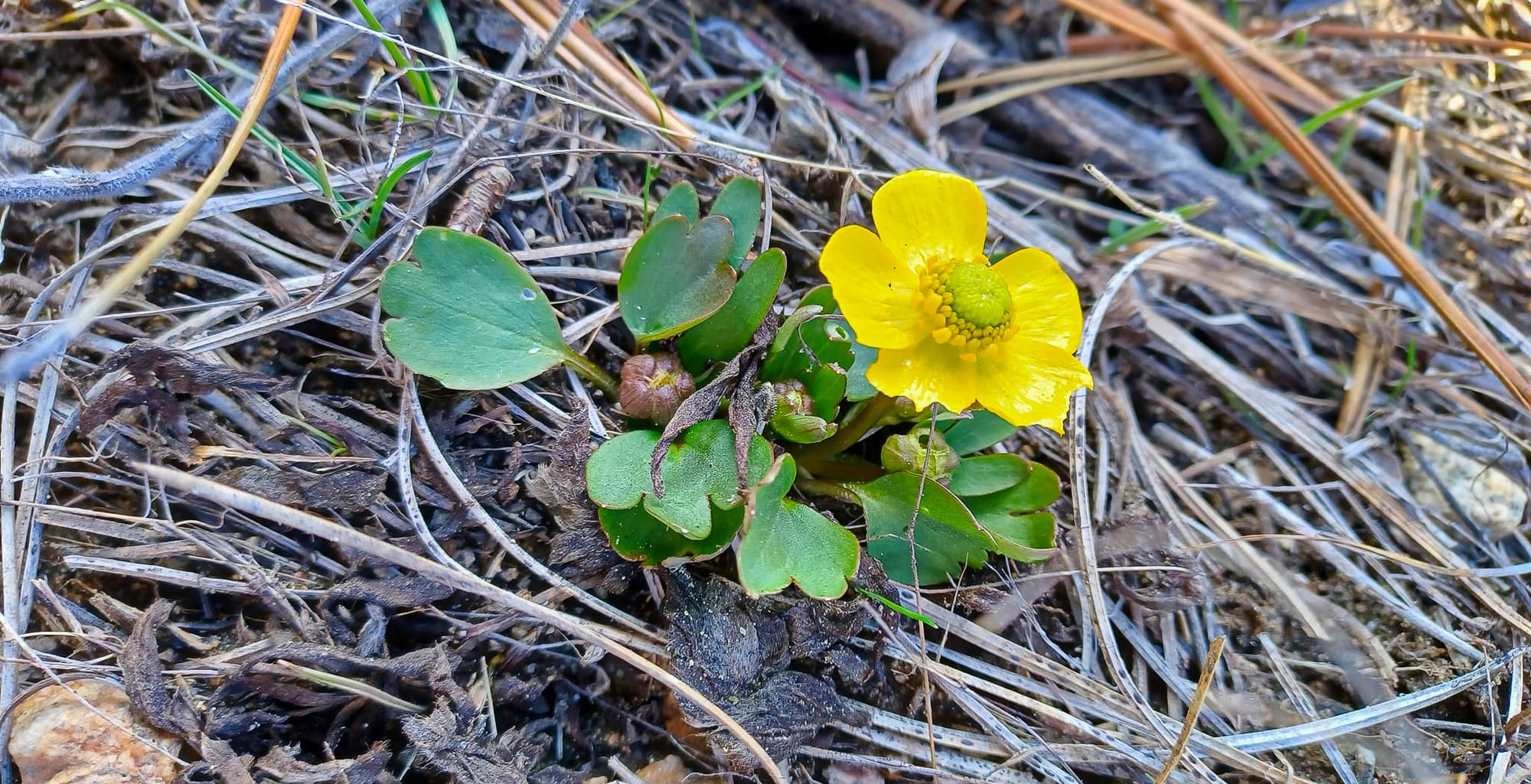 sagebrush buttercup