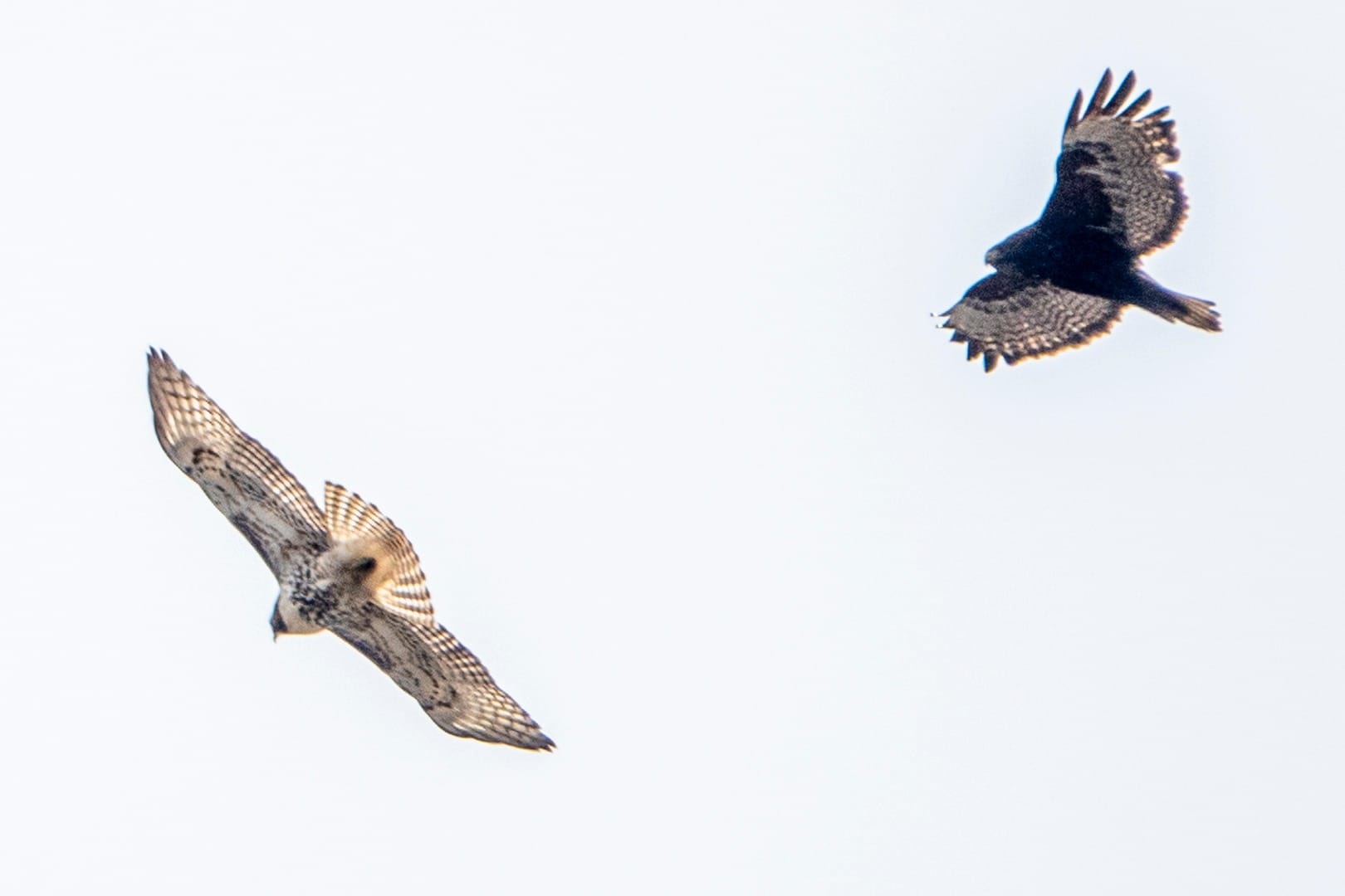 red-tailed hawks