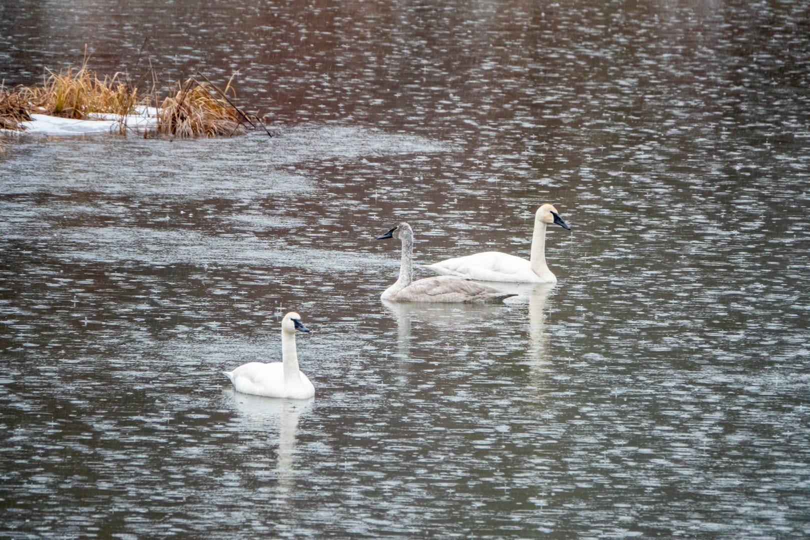 Trumpeter swans