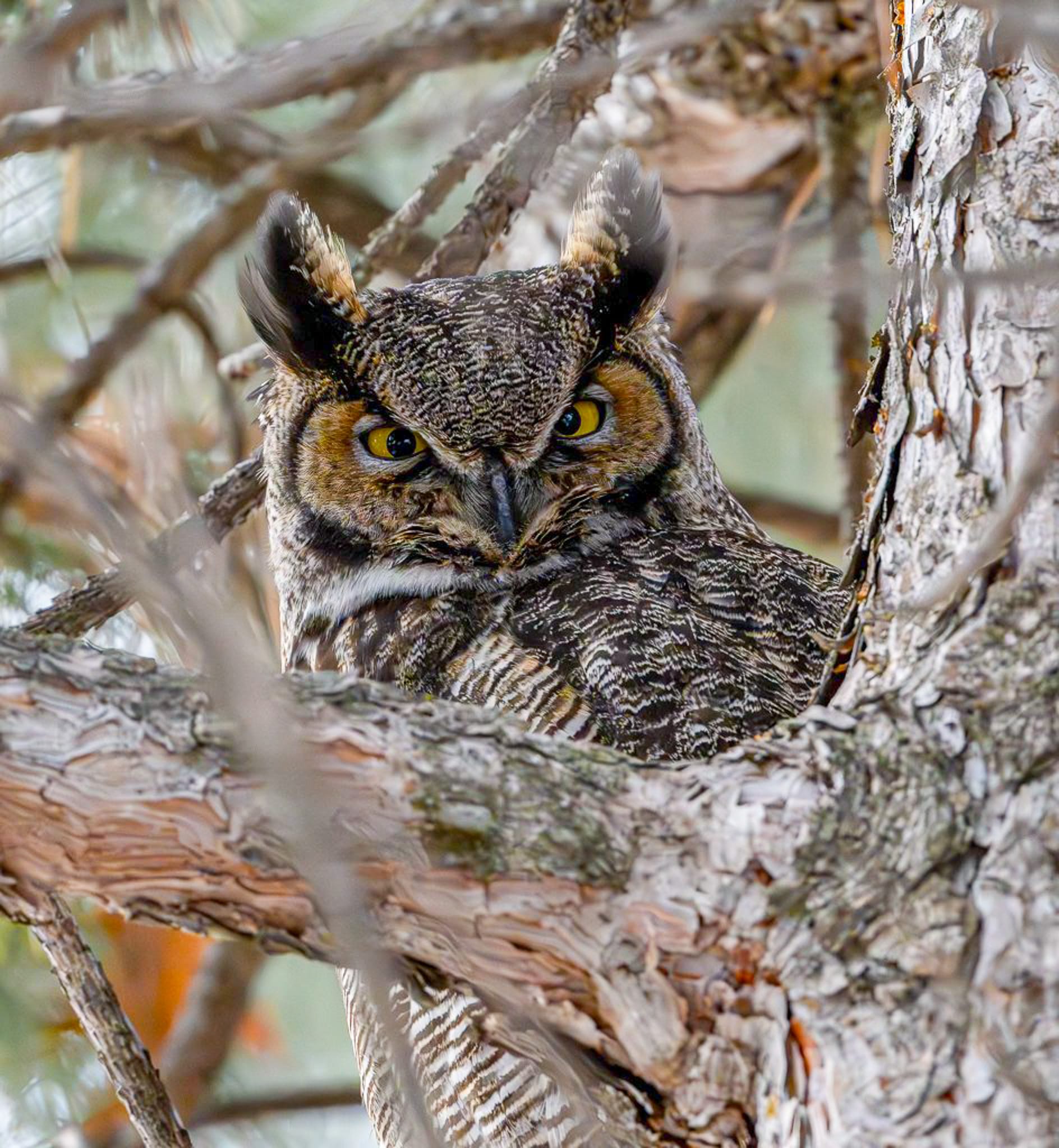 great horned owl