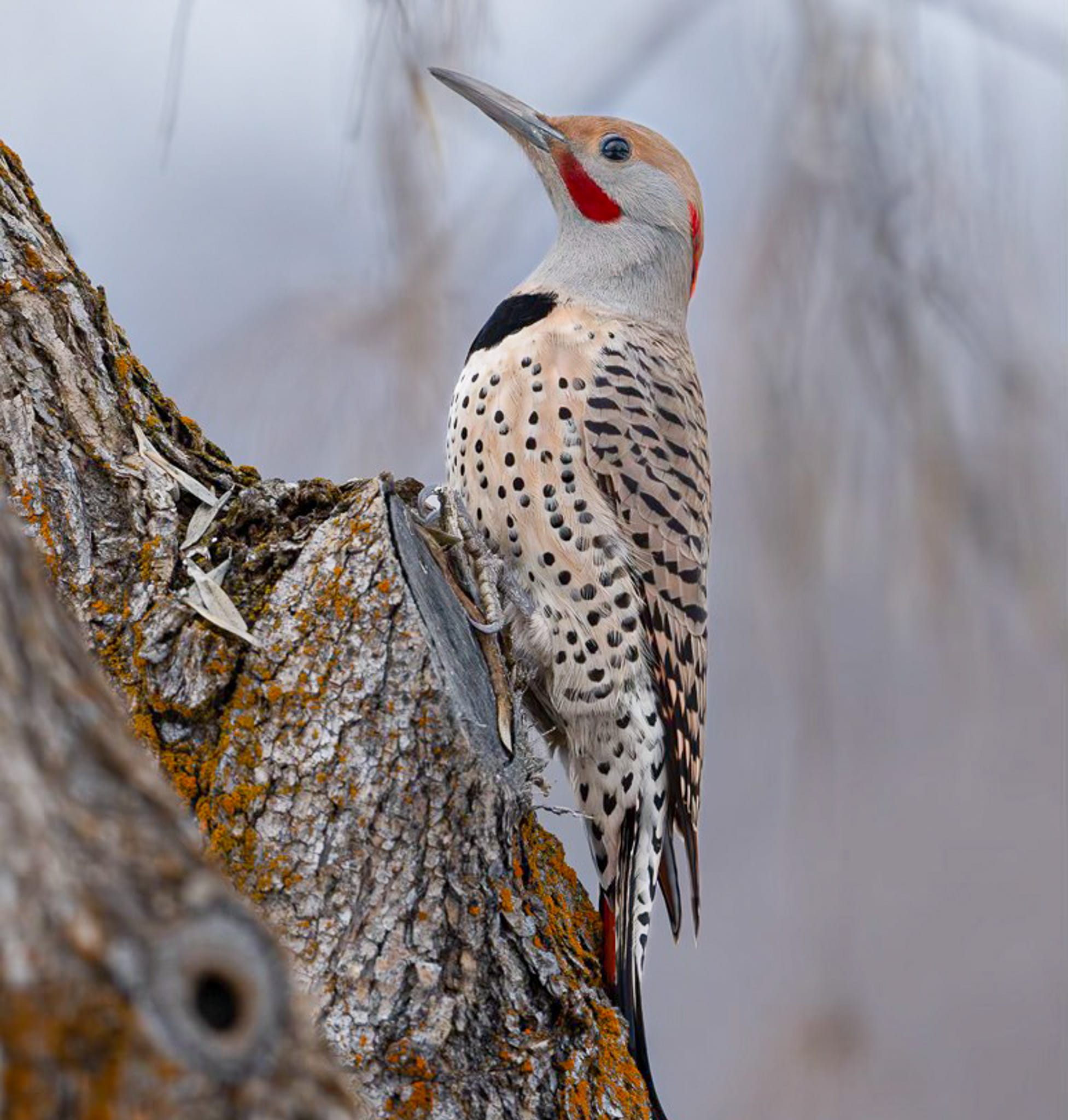 hybrid northern flicker