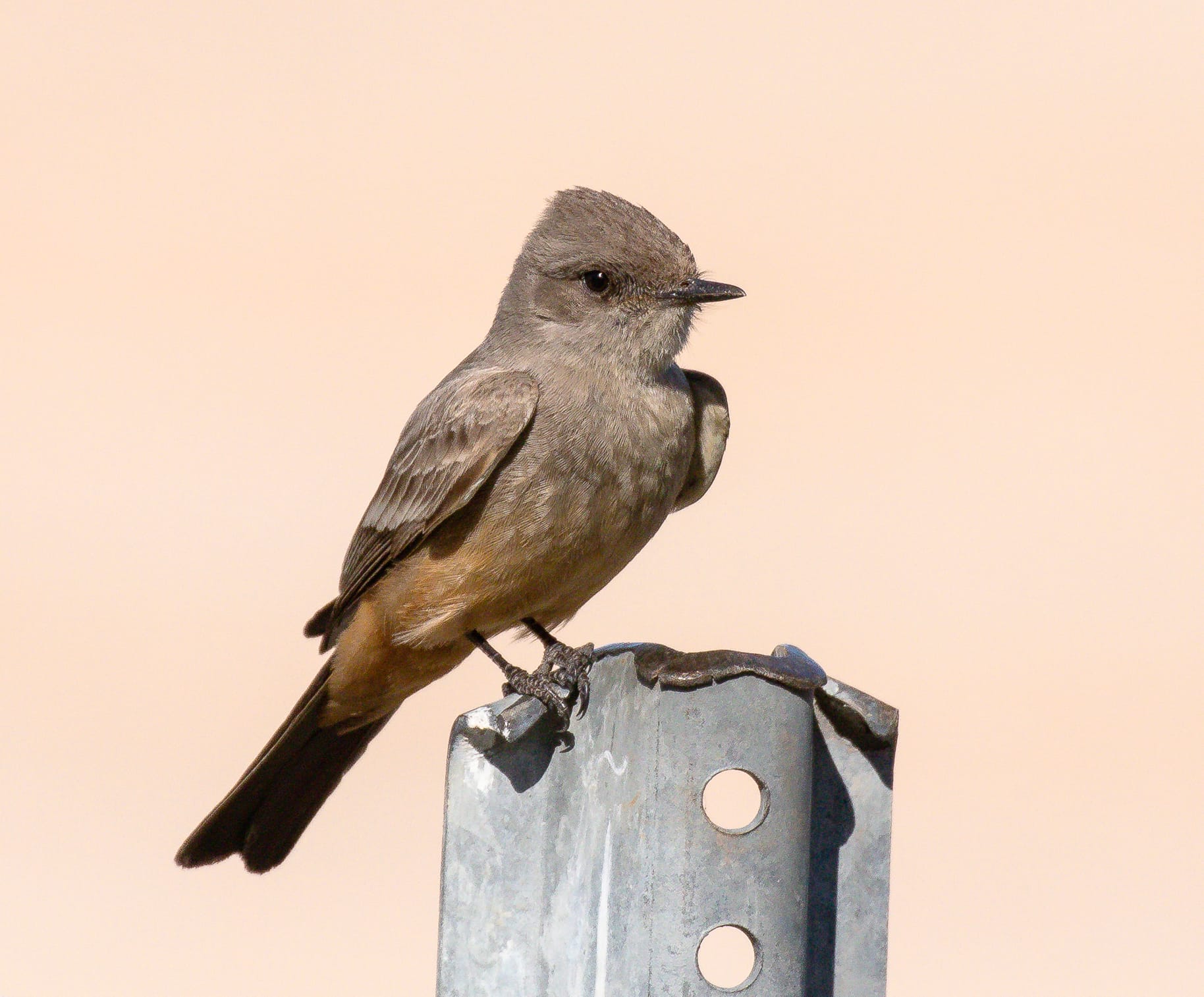 Say's Phoebe