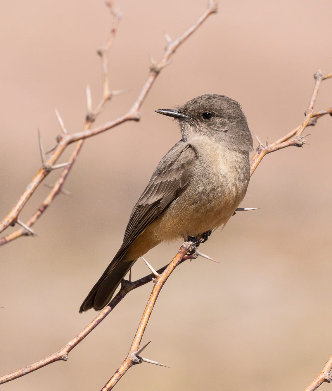 Say's phoebe