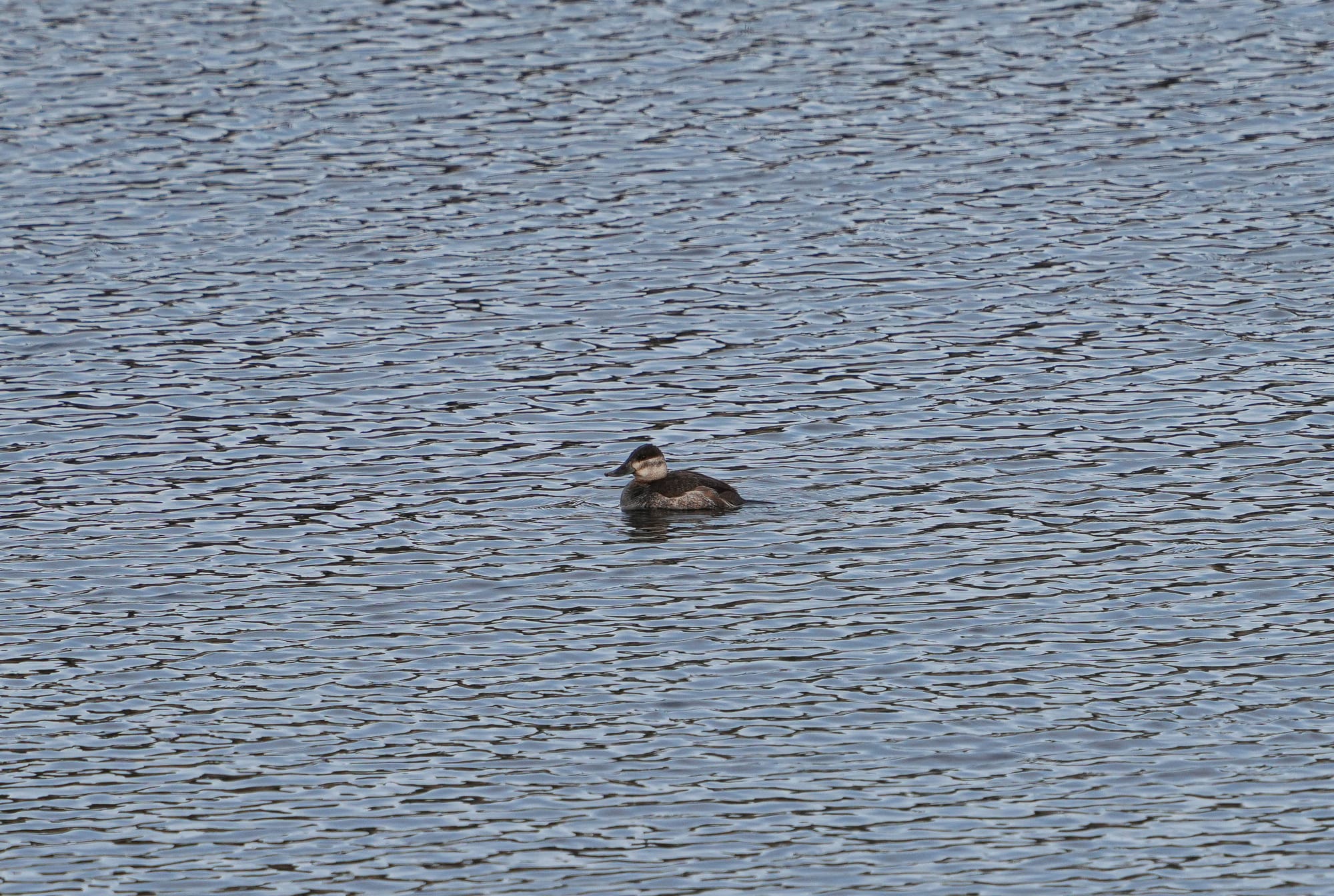 ruddy duck