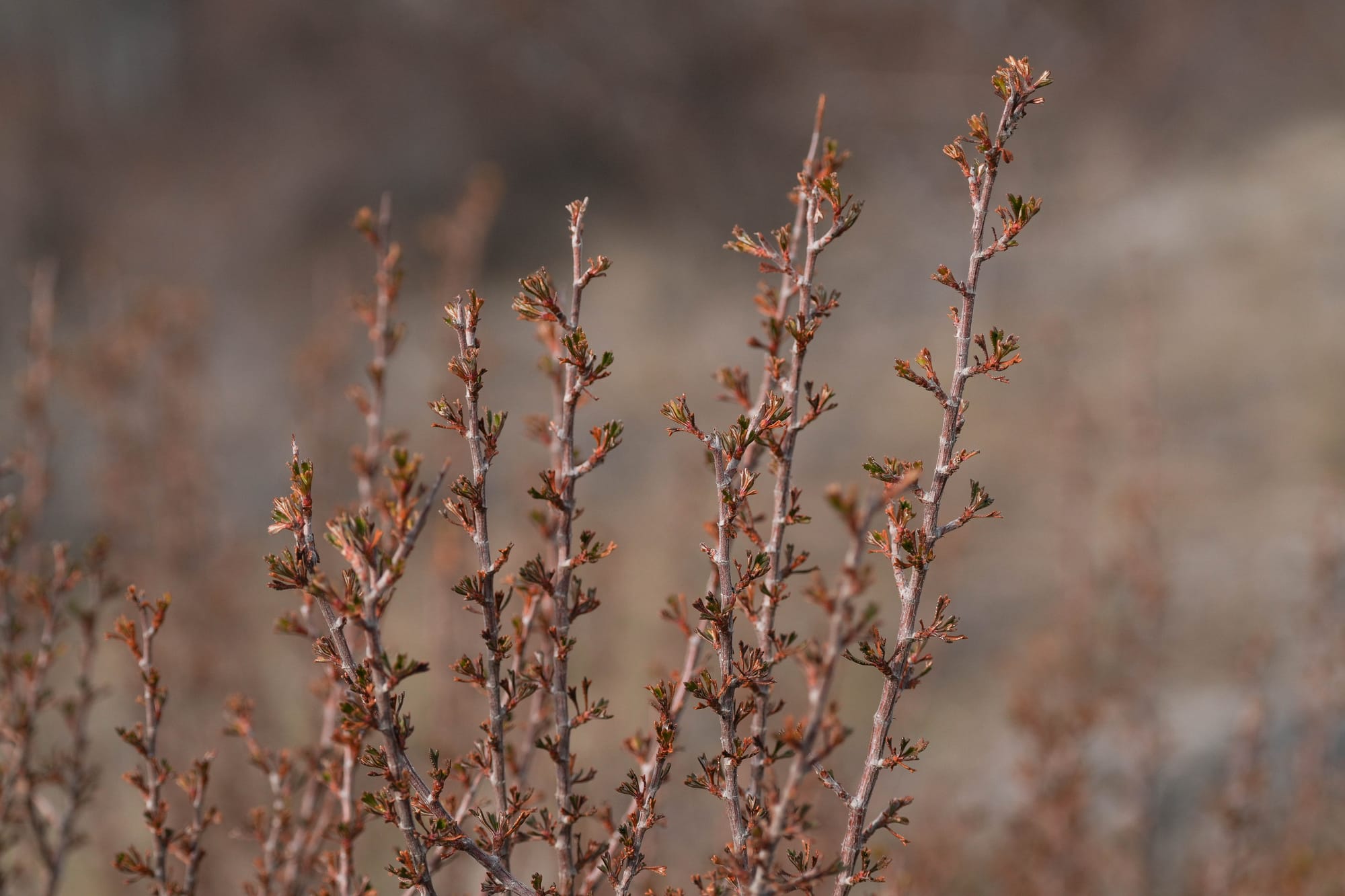 bitterbrush