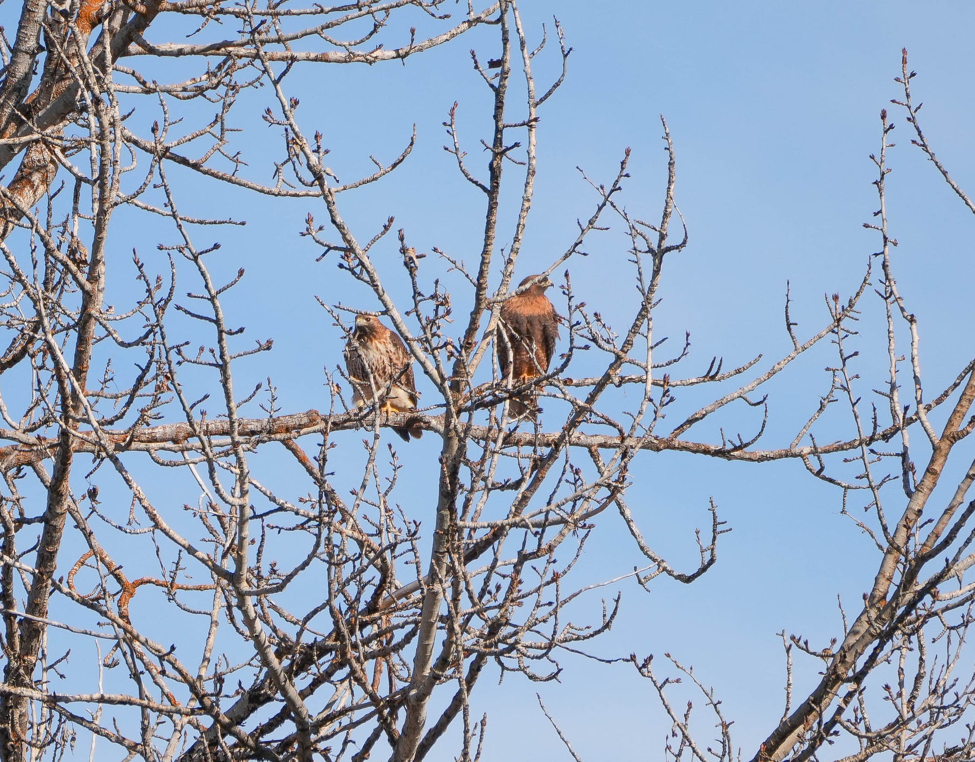 red-tailed hawk pair