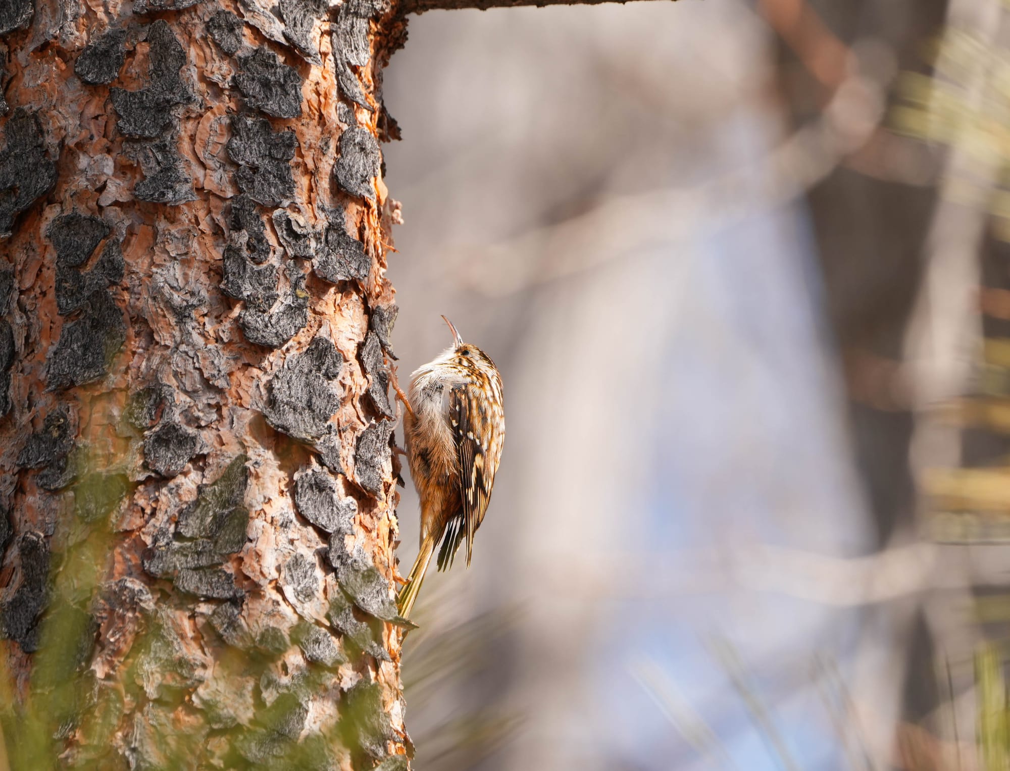 brown creeper