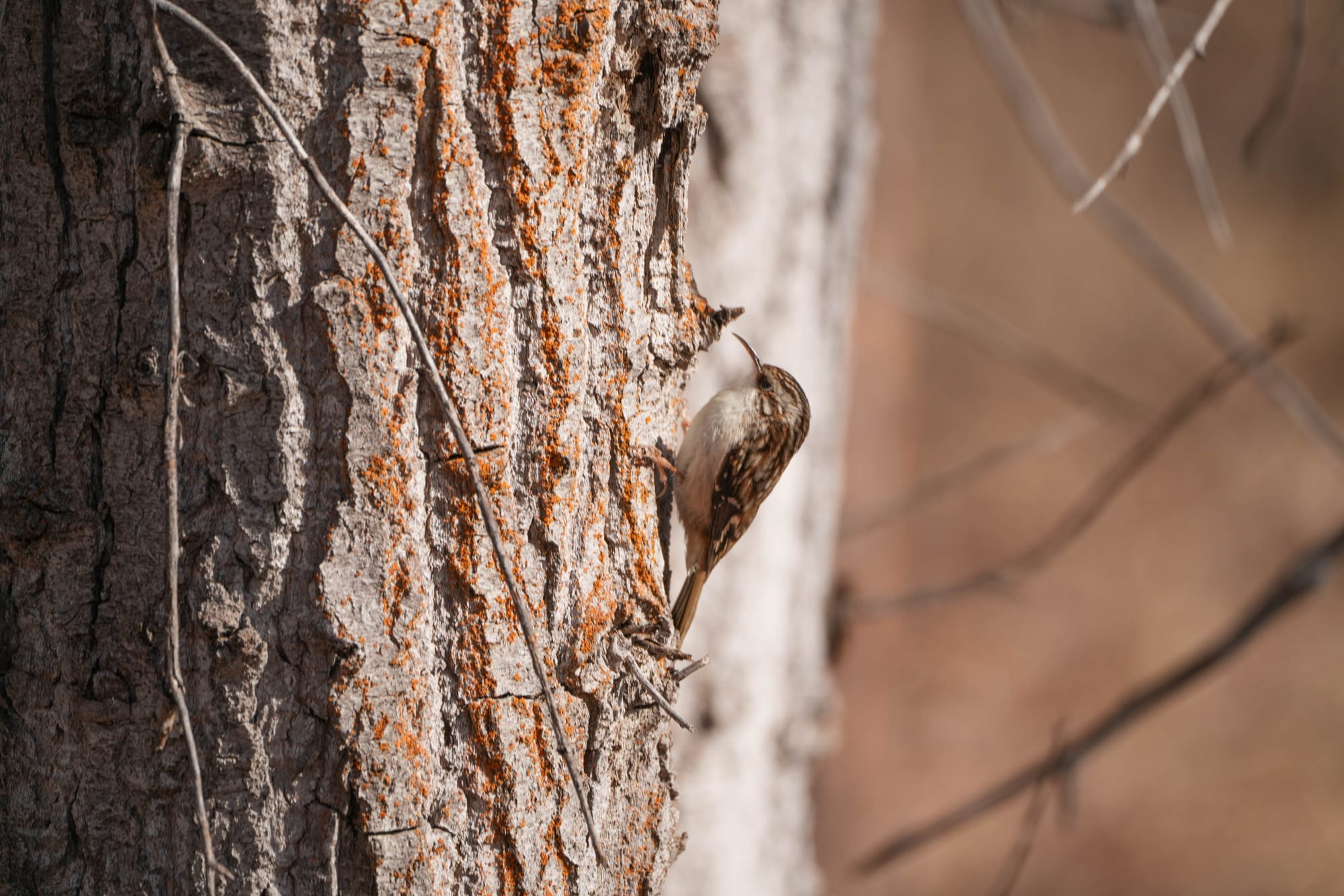 brown creeper