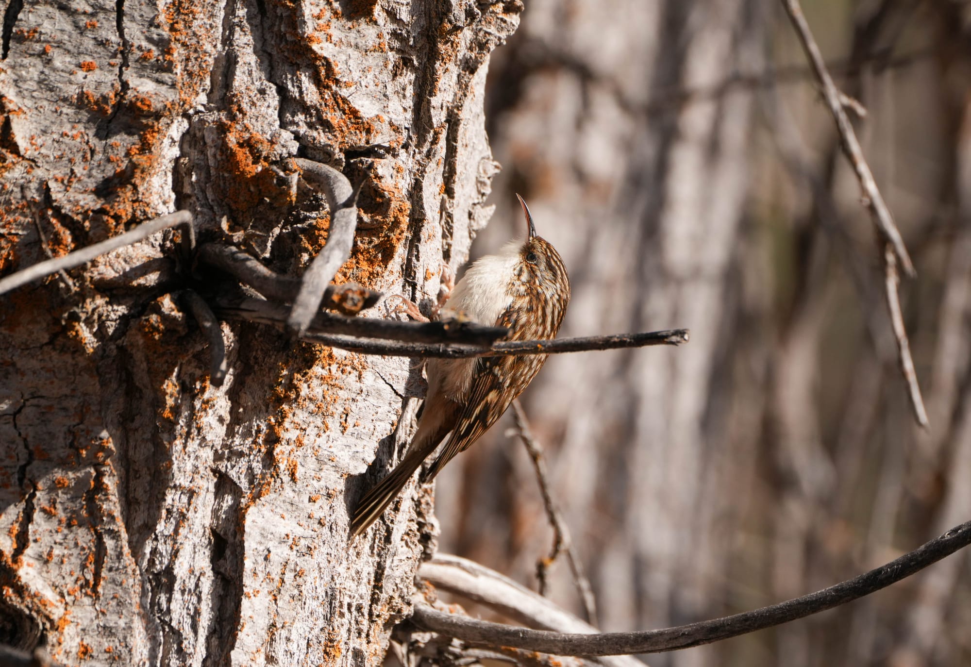 brown creeper