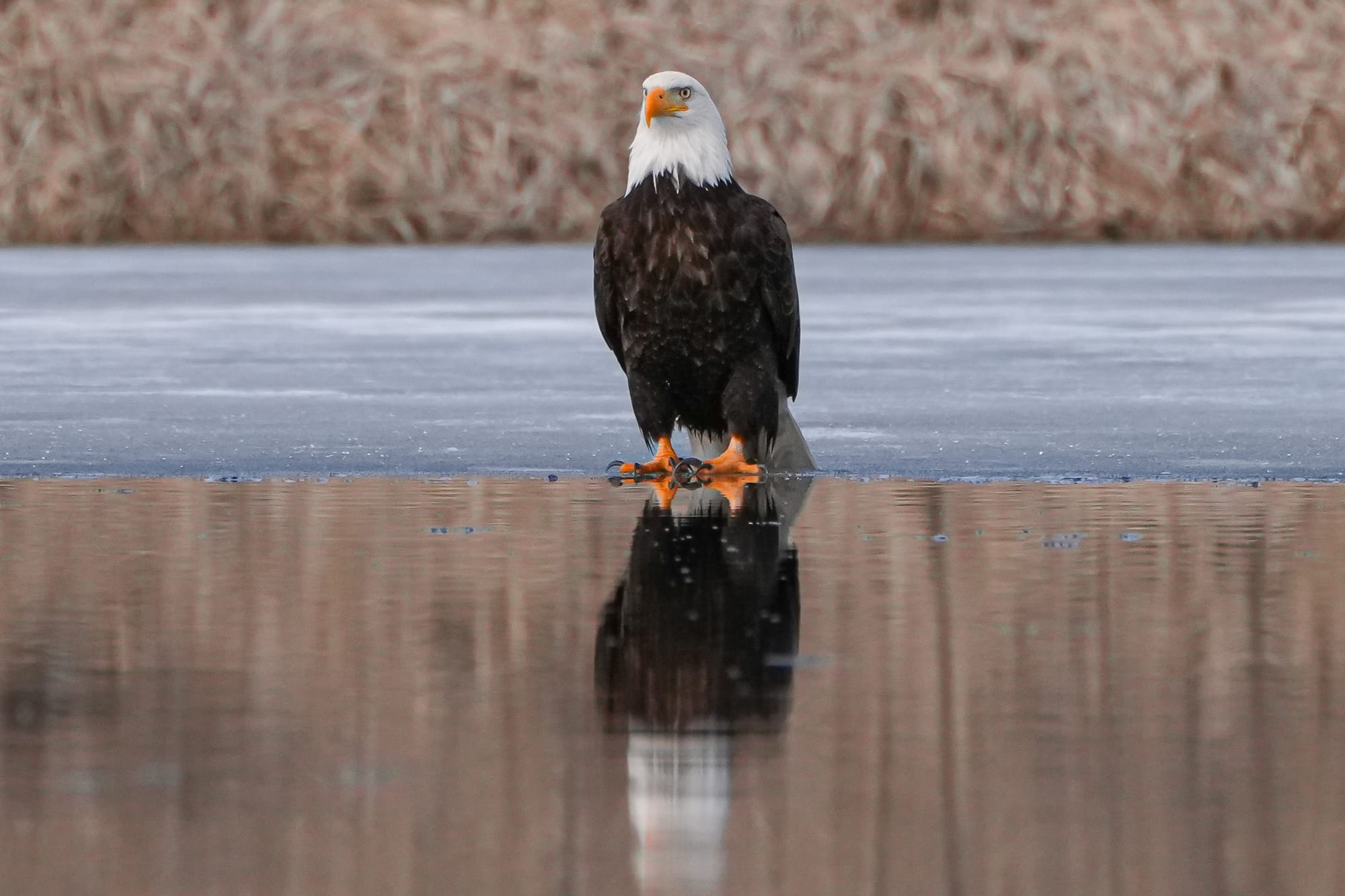 bald eagle