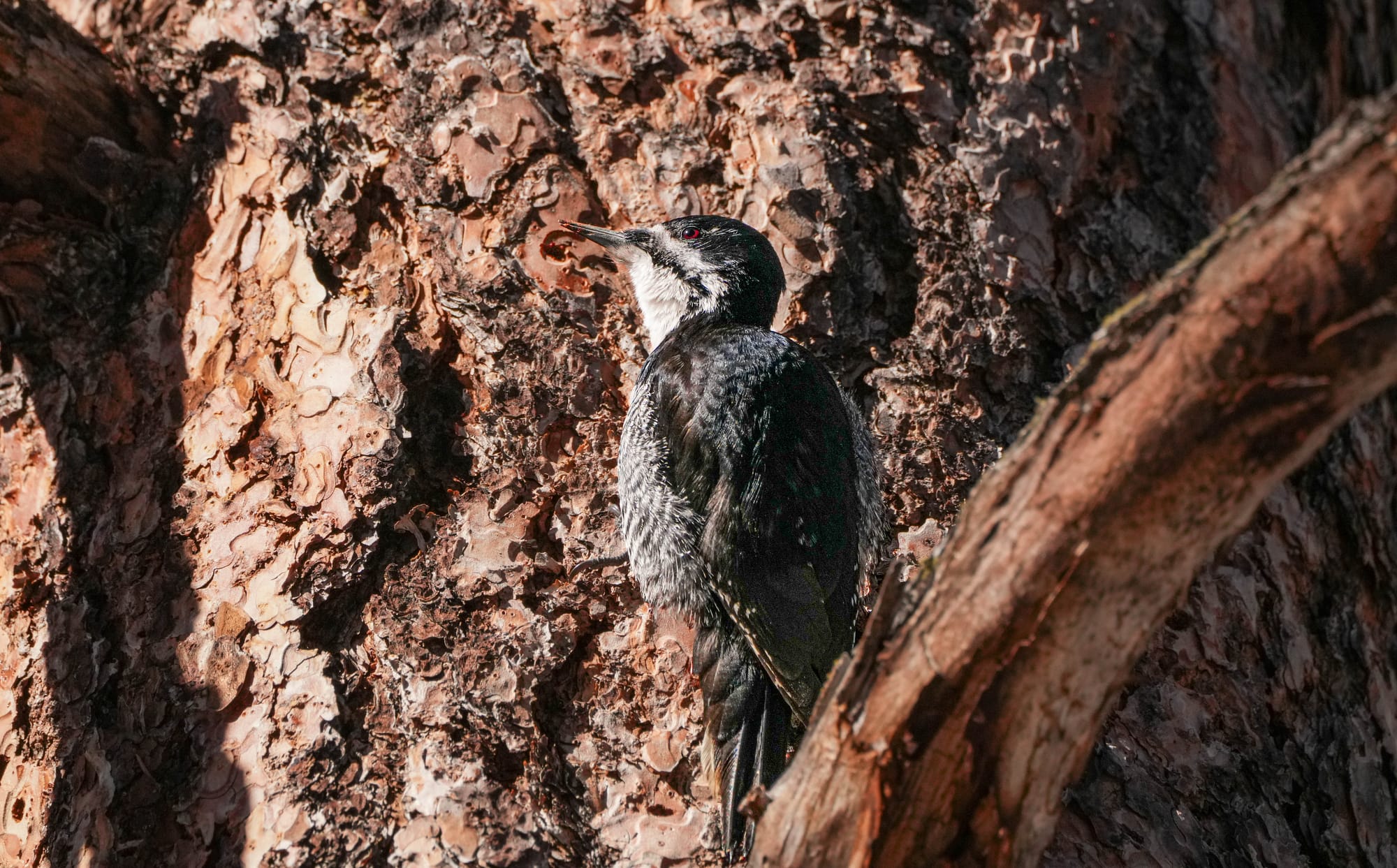 Female black-backed woodpecker