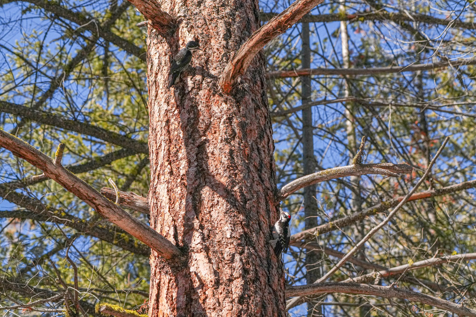 two woodpeckers