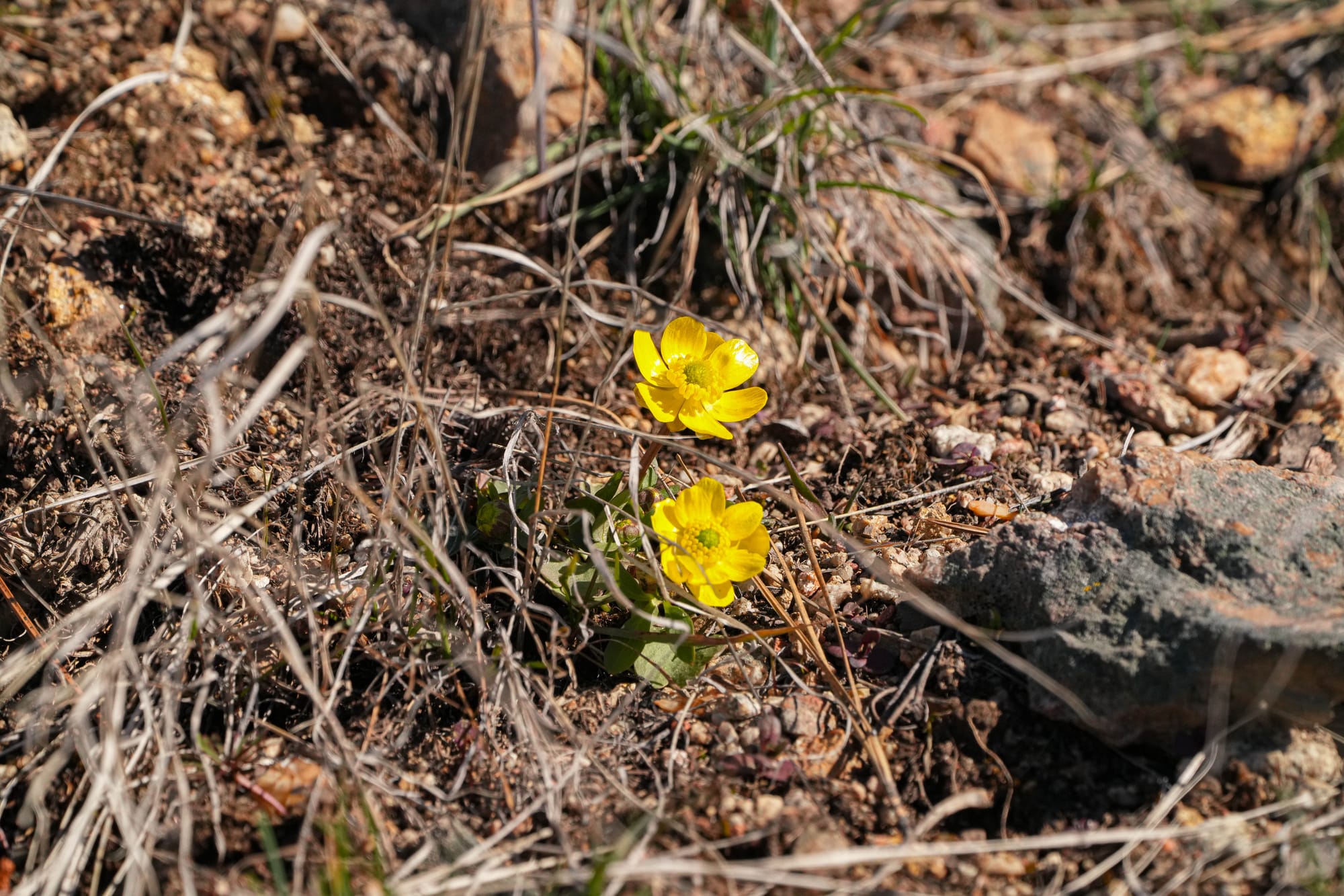 sagebrush buttercups