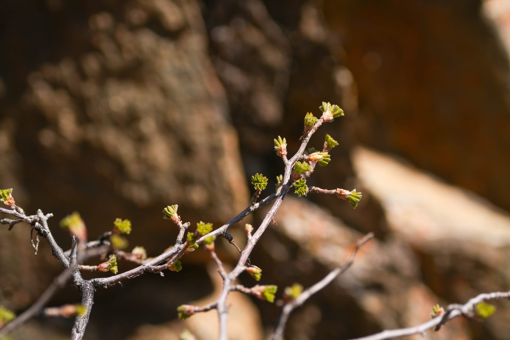 wax currant leaves