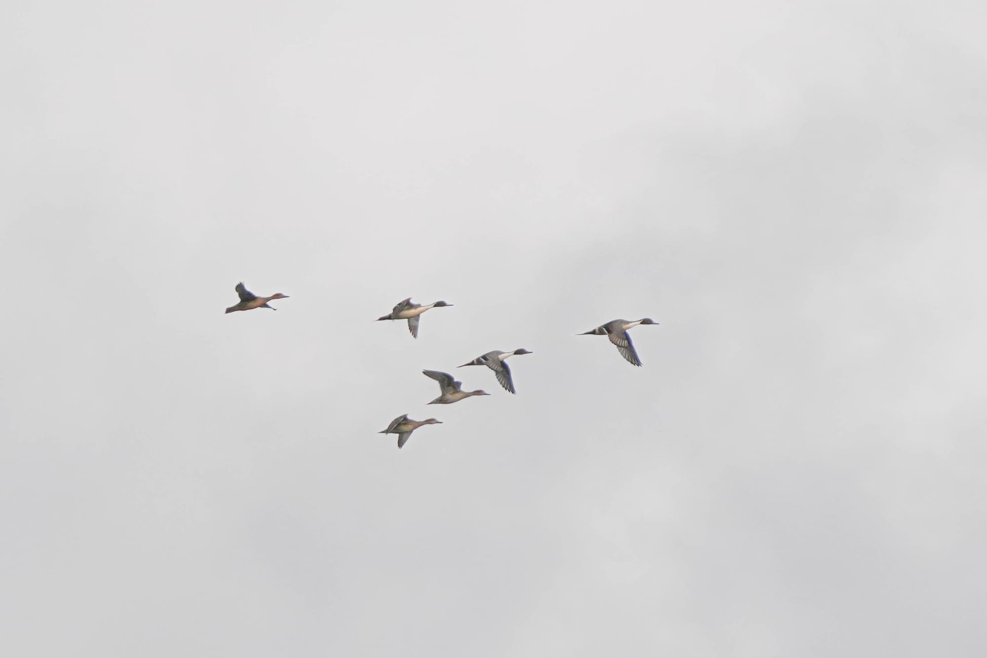 northern pintail