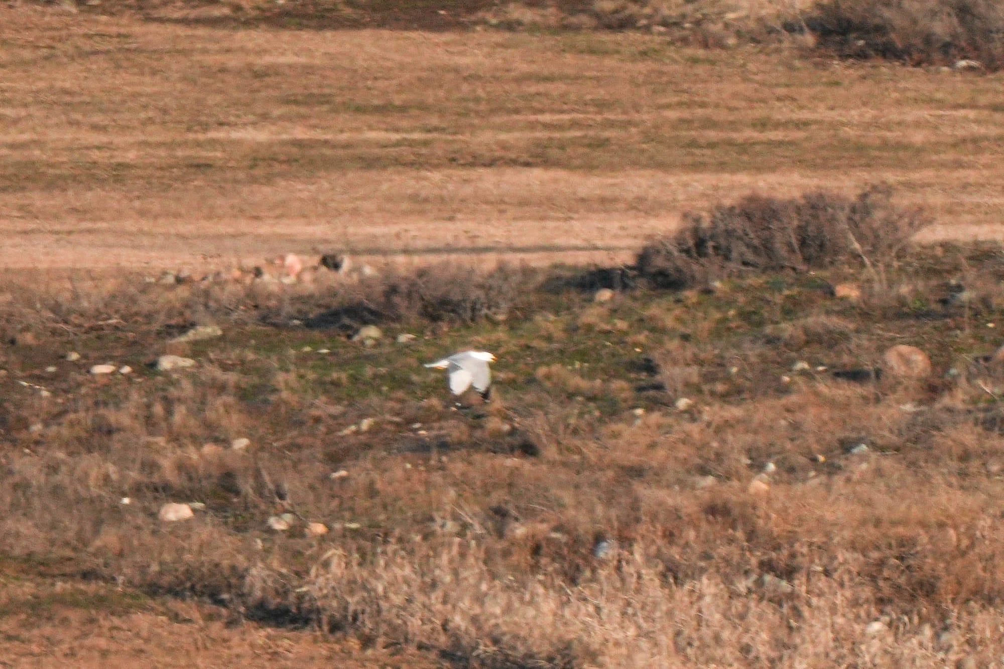 ring-billed gull