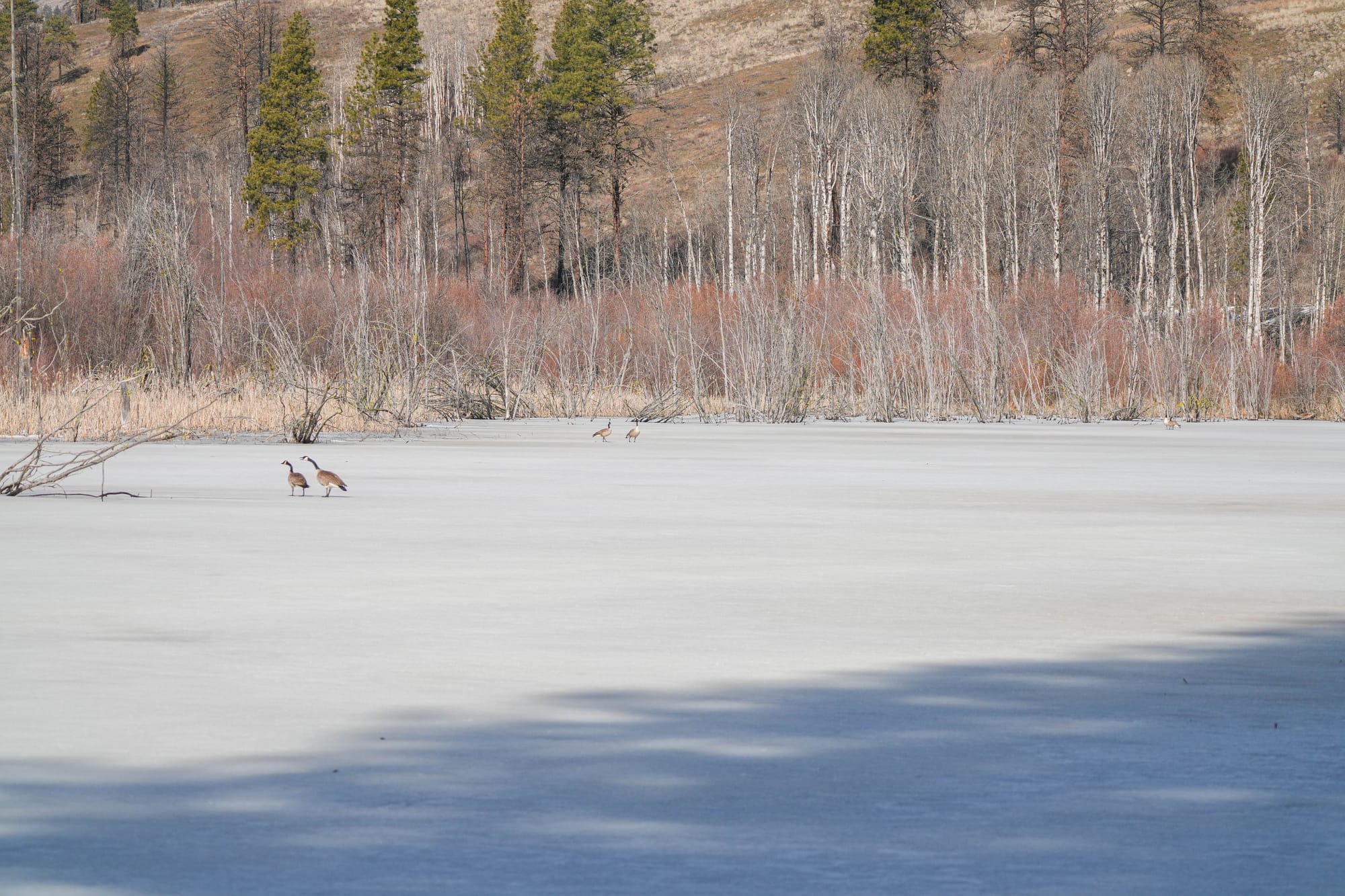 Canada geese